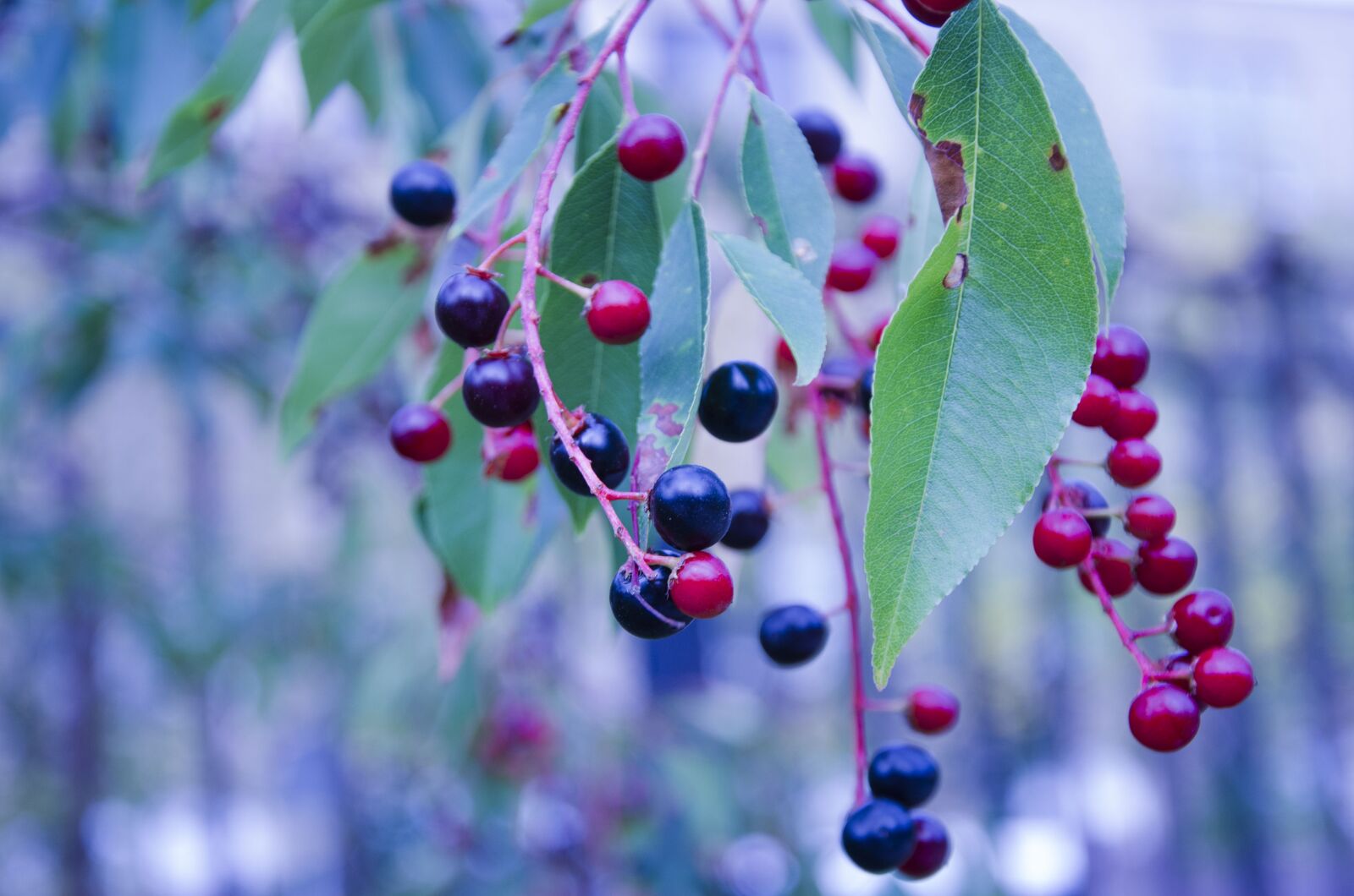 Nikon D7000 sample photo. Huckleberry, berry, blueberry photography