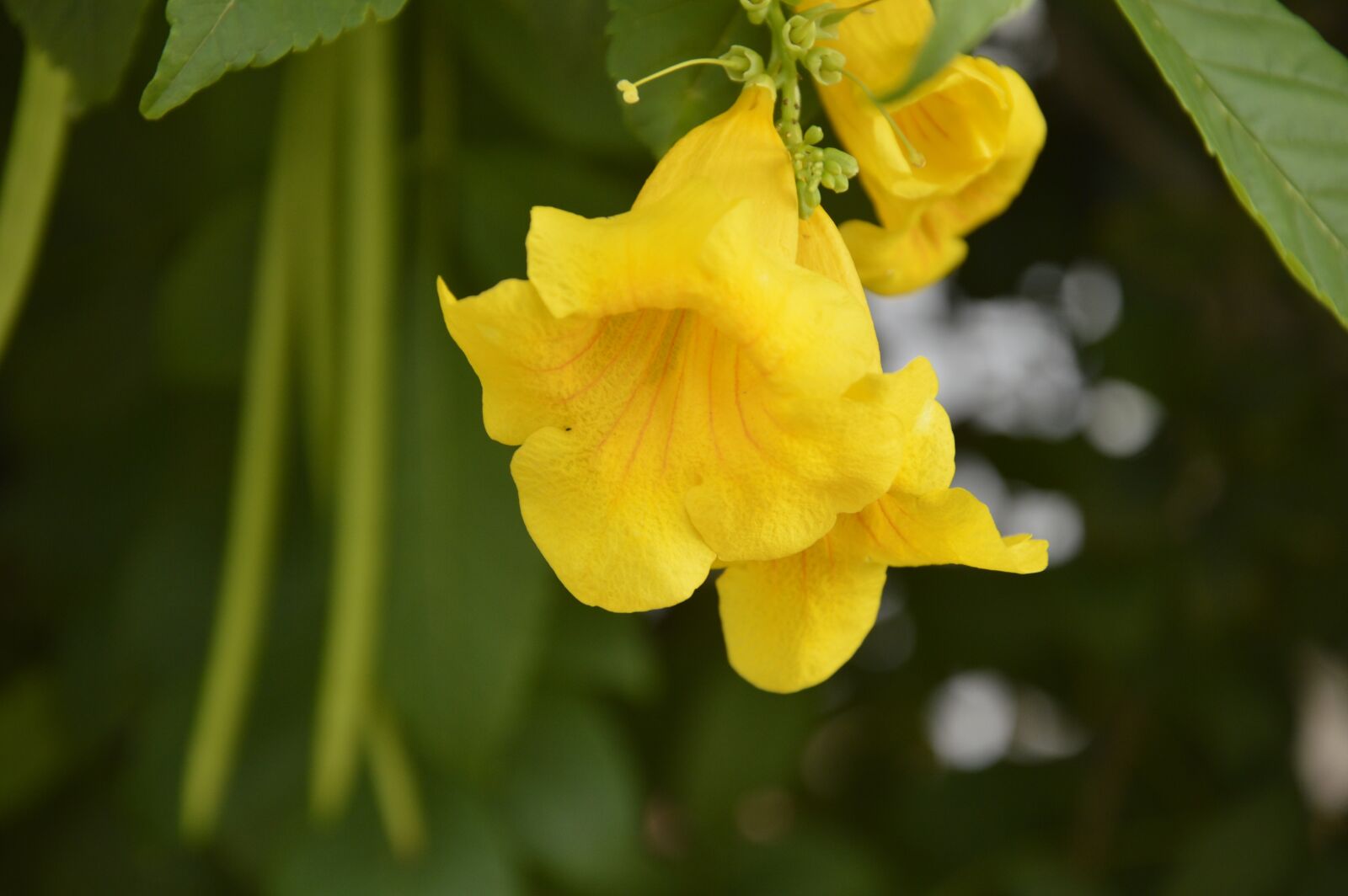 Nikon D3200 sample photo. Plan, background, green photography