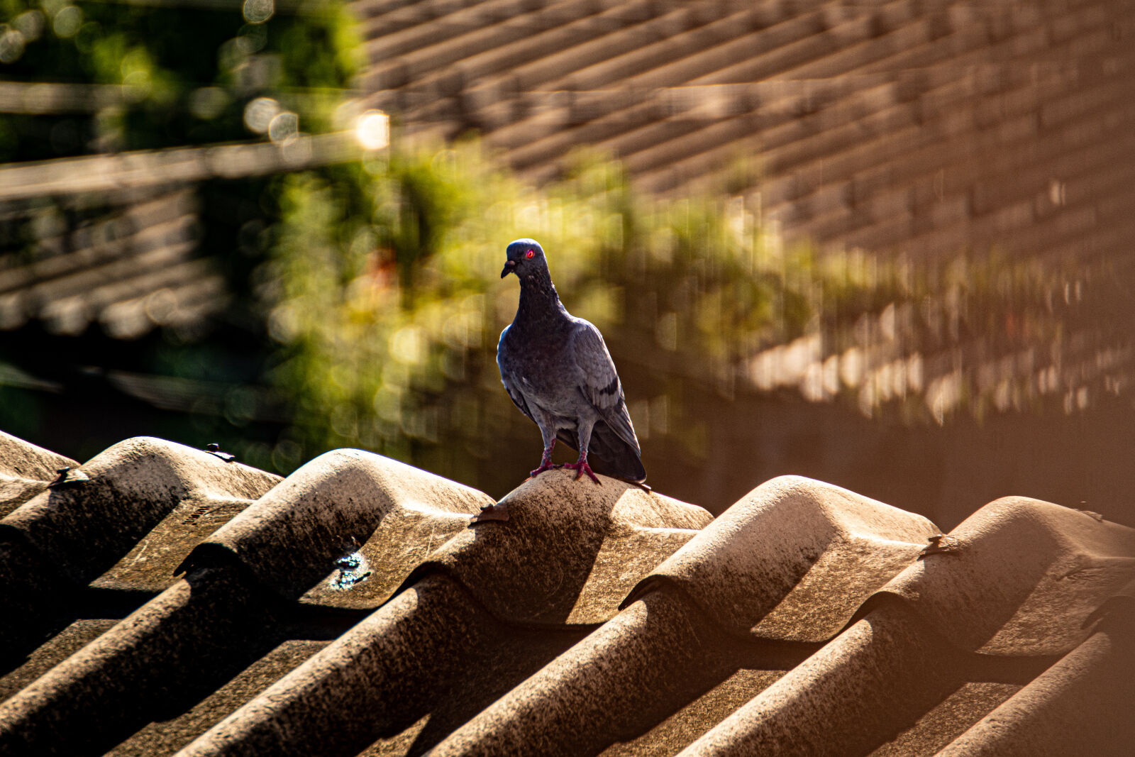 Nikon D7500 sample photo