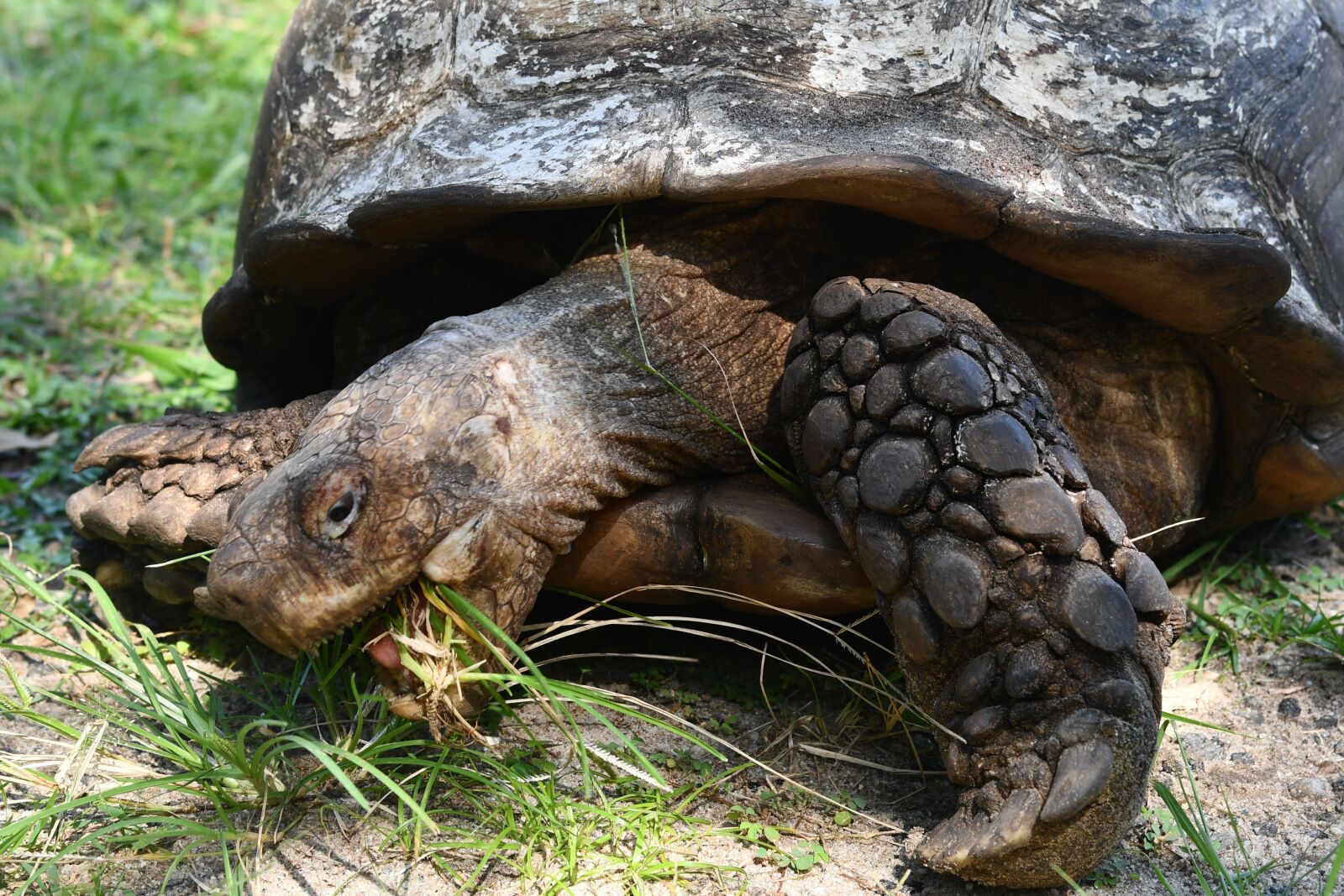 Nikon D7500 sample photo. Tortoise, old tortoise, reptile photography