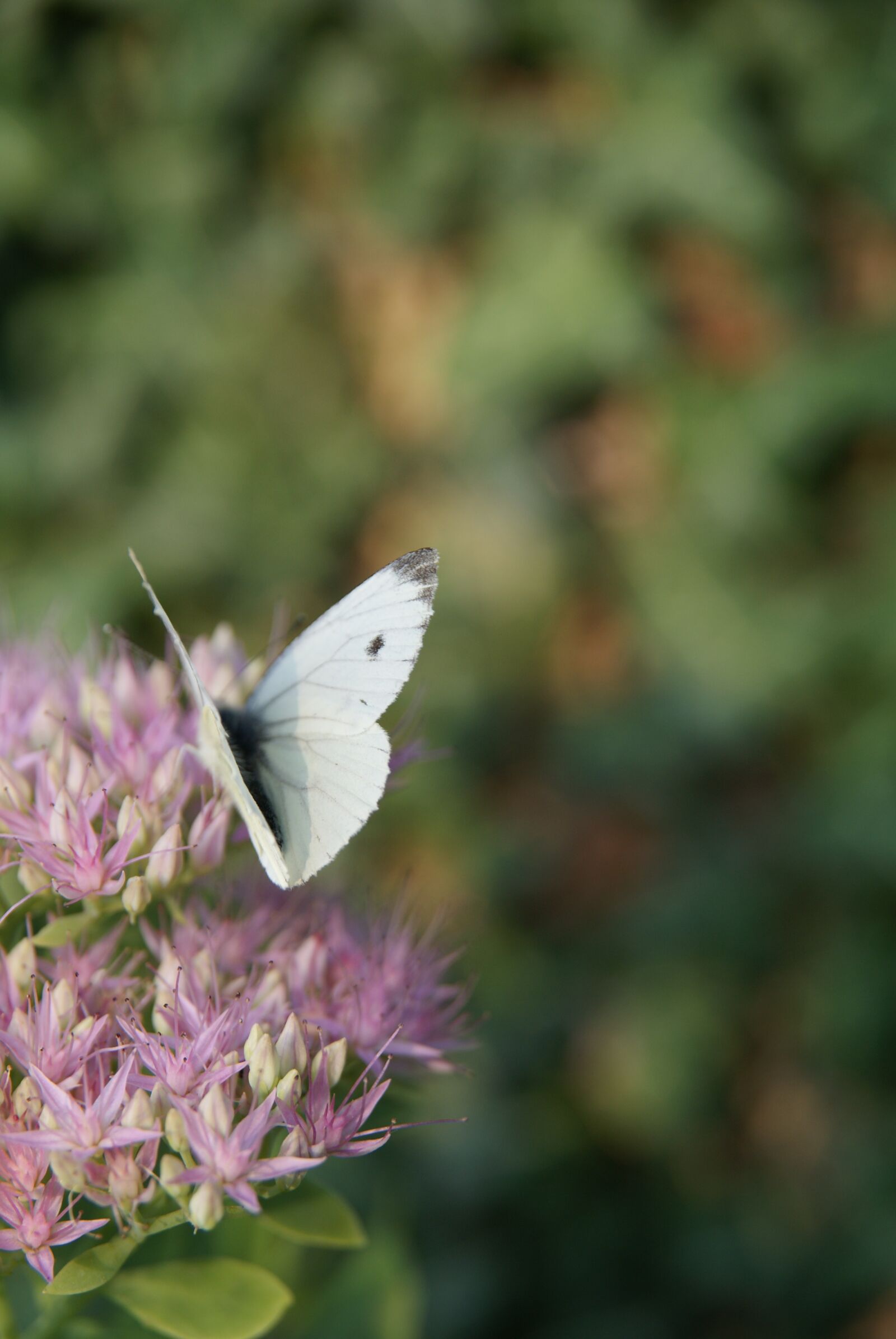Sony Alpha DSLR-A300 sample photo. Butterfly, flower, white butterfly photography