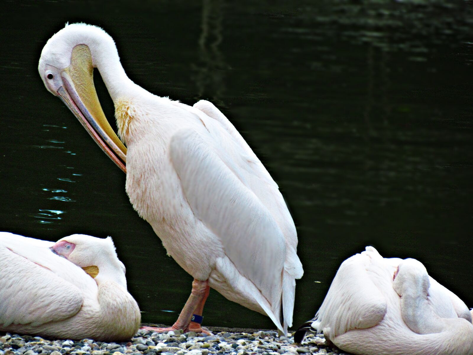 Canon PowerShot SX30 IS sample photo. Pelikan, bird, zoo photography