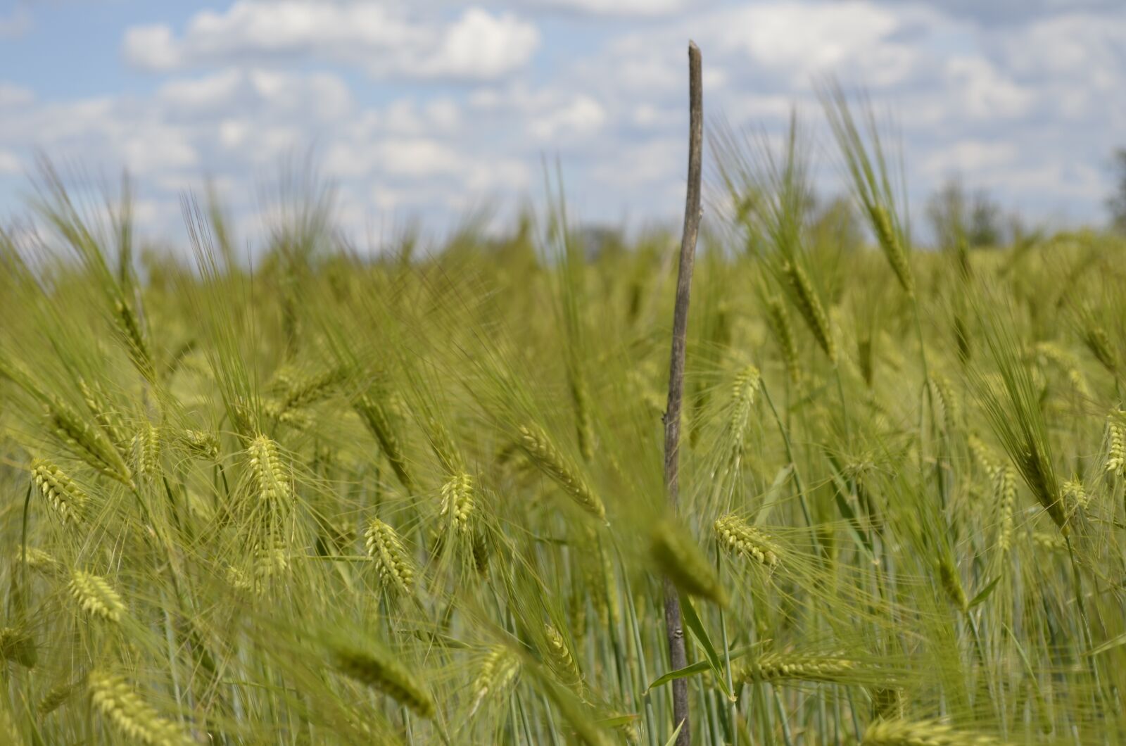 Nikon D5100 sample photo. Field, kolos, spikes photography