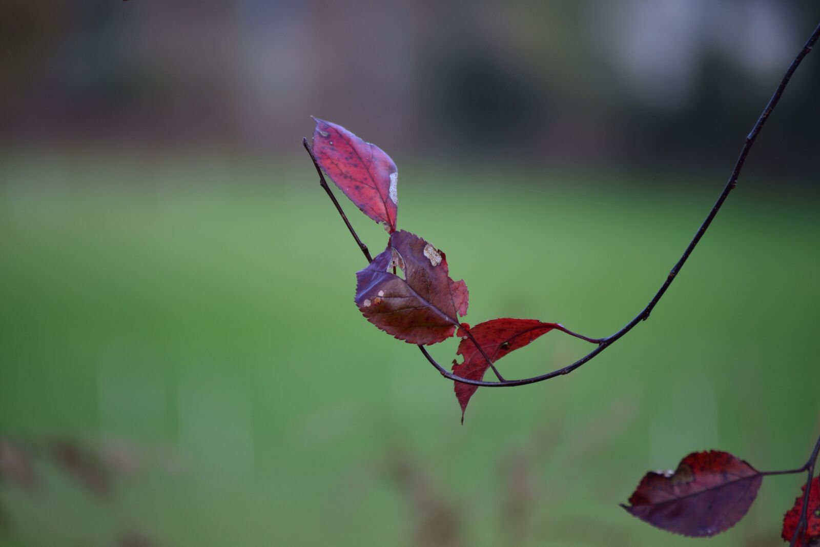 Nikon D610 sample photo. Nature, leaf, plant photography