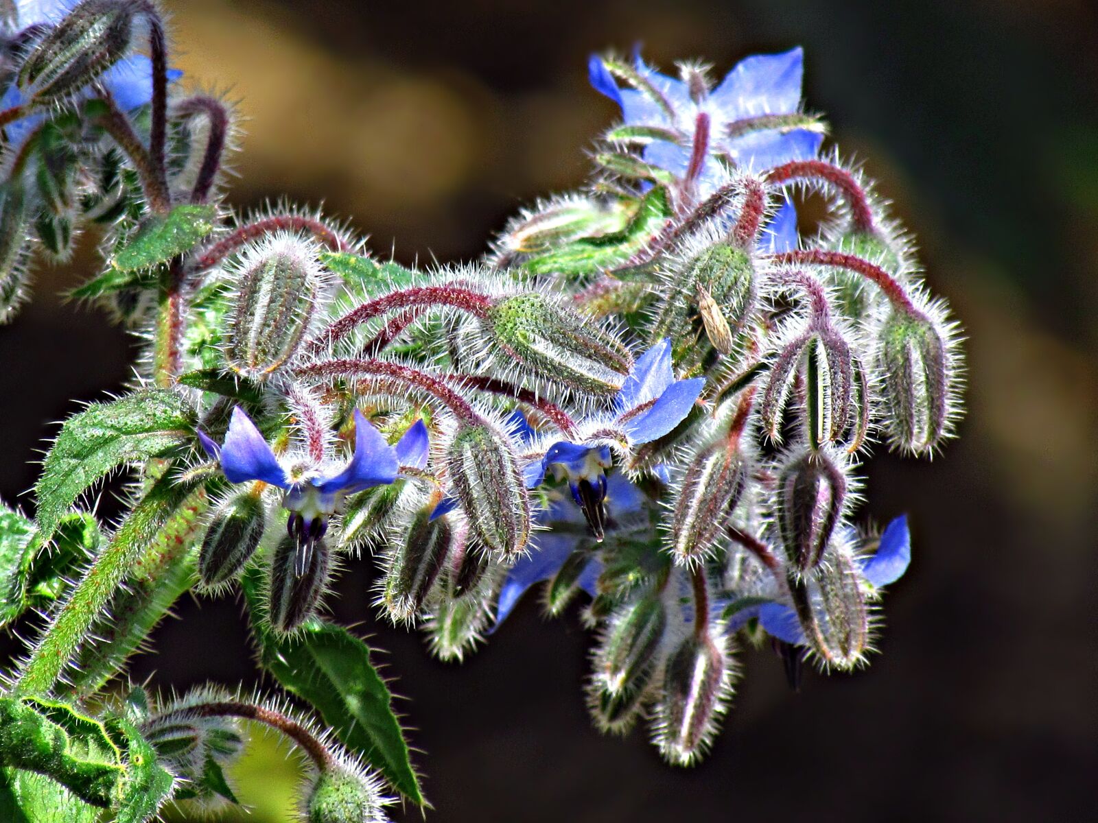 Canon PowerShot SX30 IS sample photo. Flower, plant, blue photography