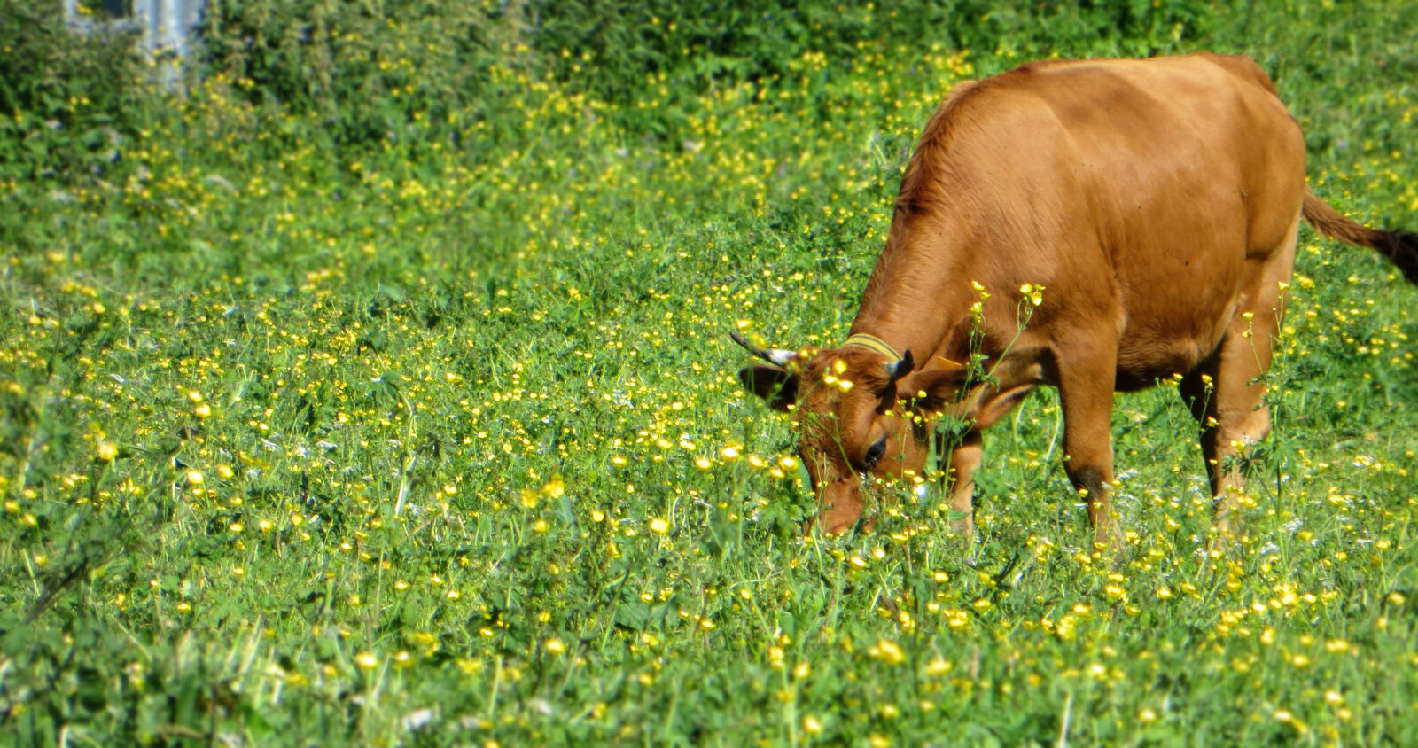 Canon PowerShot SX260 HS sample photo. Agriculture, animal, browse, country photography
