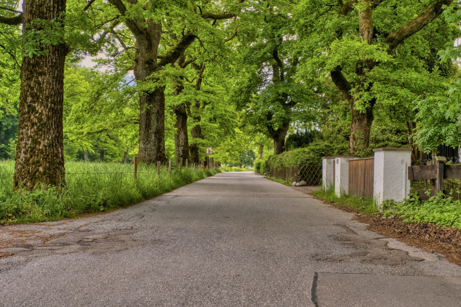 Nikon D7500 sample photo. Road, avenue, trees photography