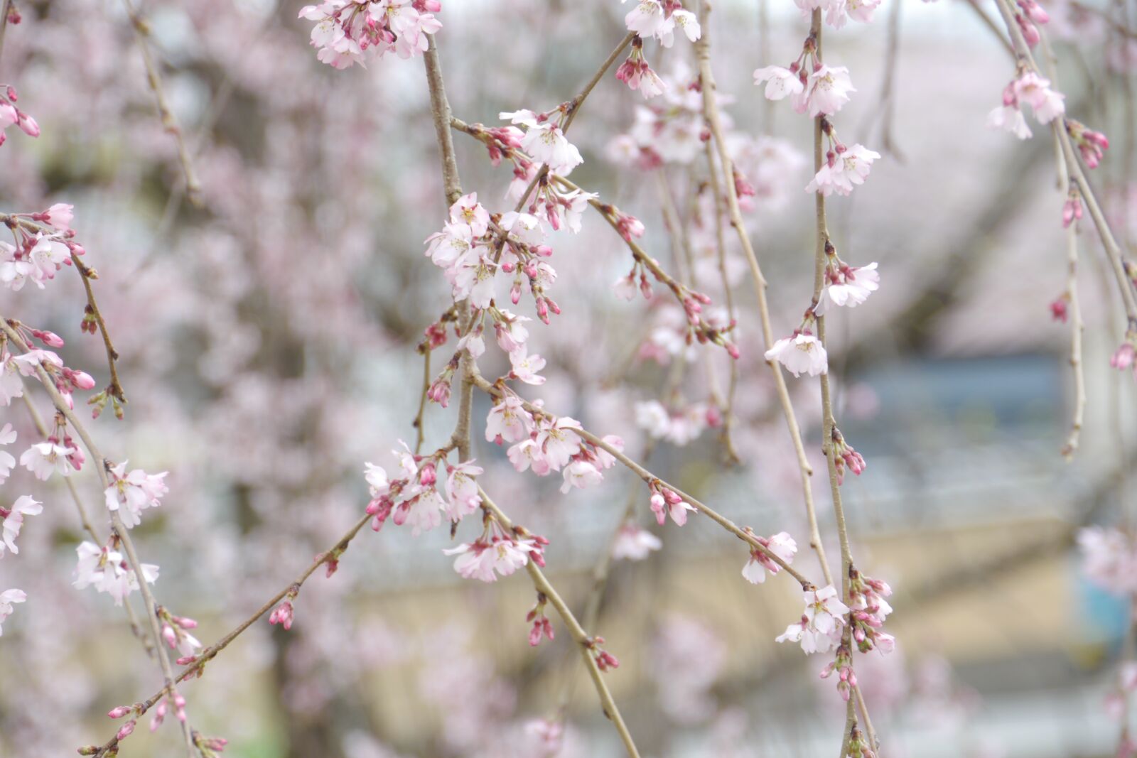 Panasonic Lumix DMC-GH2 sample photo. Sakura, cherry blossoms, kyoto photography