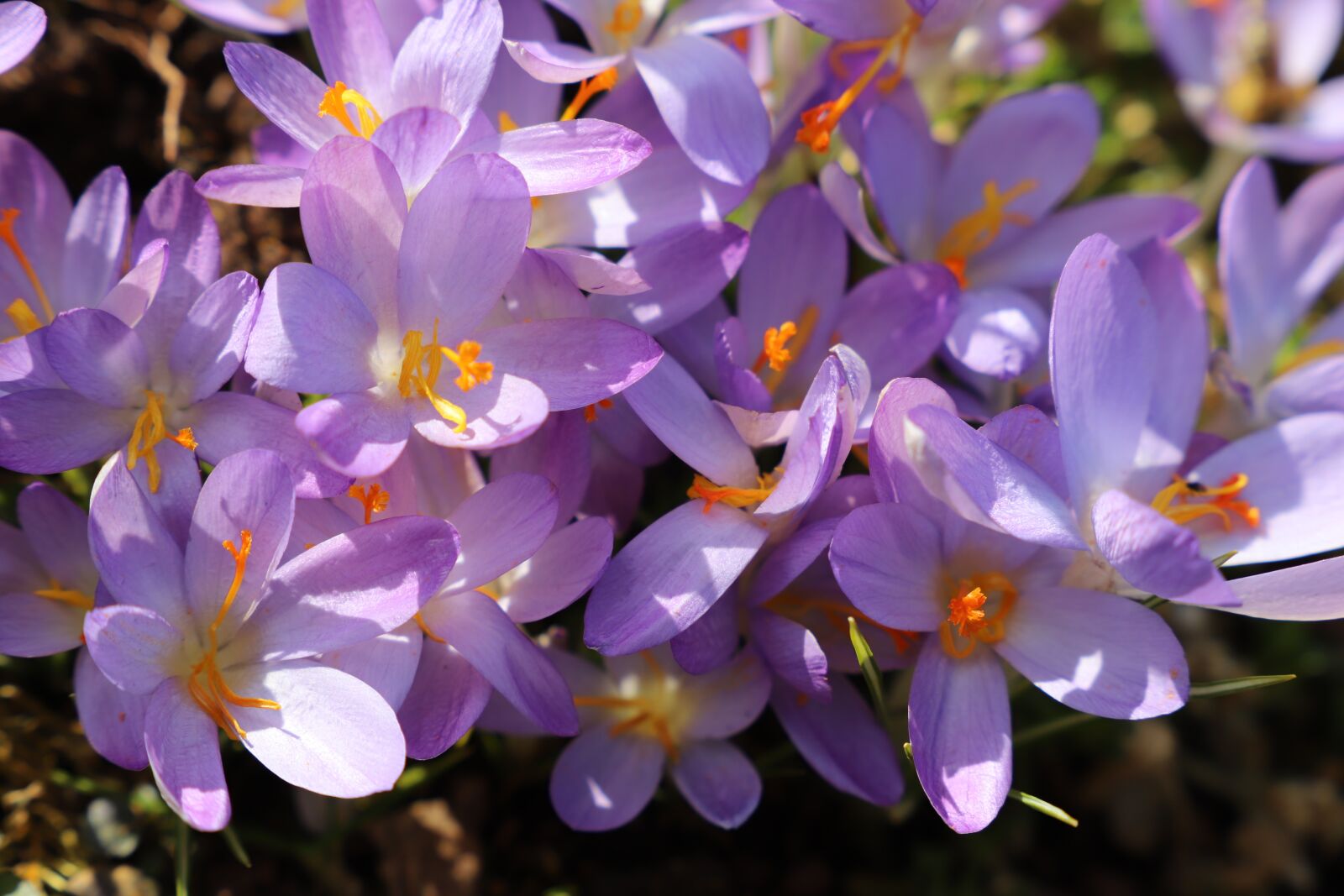 Canon EF 24-105mm F3.5-5.6 IS STM sample photo. Spring, flowers, nature photography