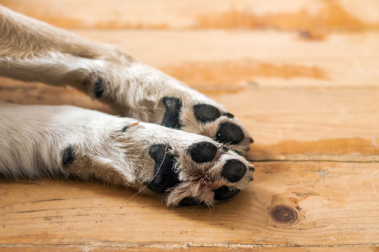 Nikon D300 sample photo. Paw, print, animal photography