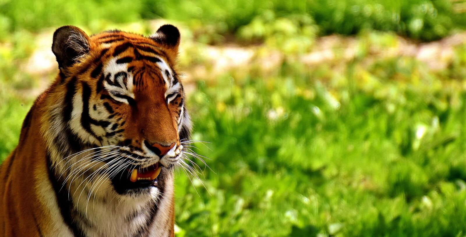 Nikon D7200 sample photo. Tiger, predator, fur photography