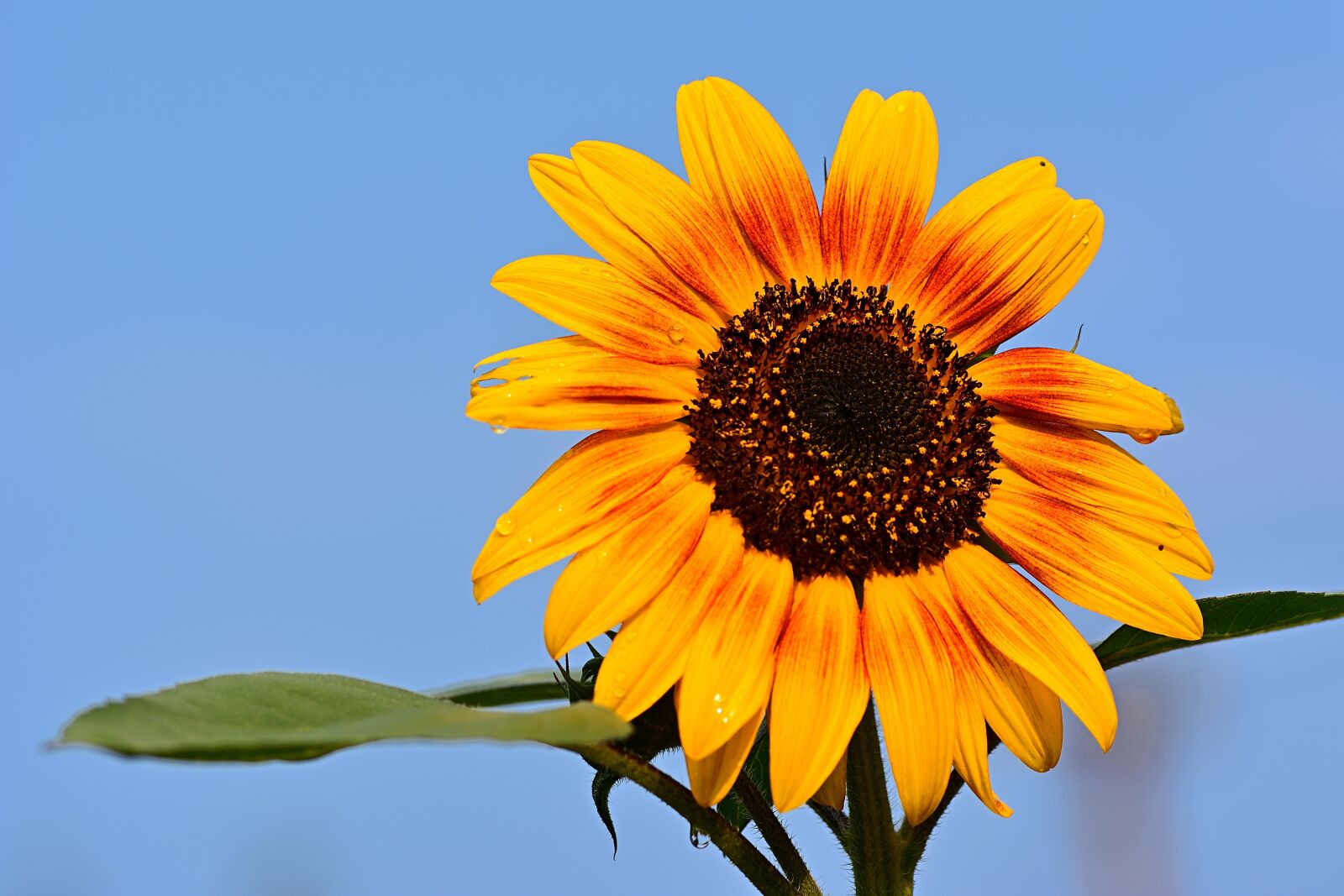 Nikon D5200 sample photo. Sunflower, raindrop, nature photography