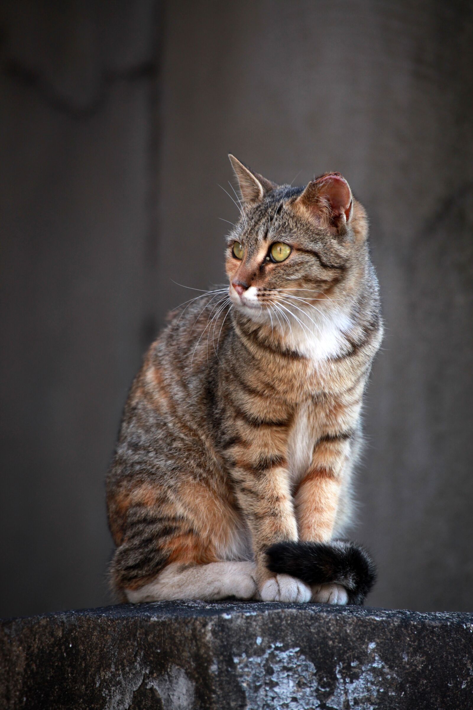 Canon EOS 5D Mark II sample photo. Cat, street cat, gilnyangyi photography