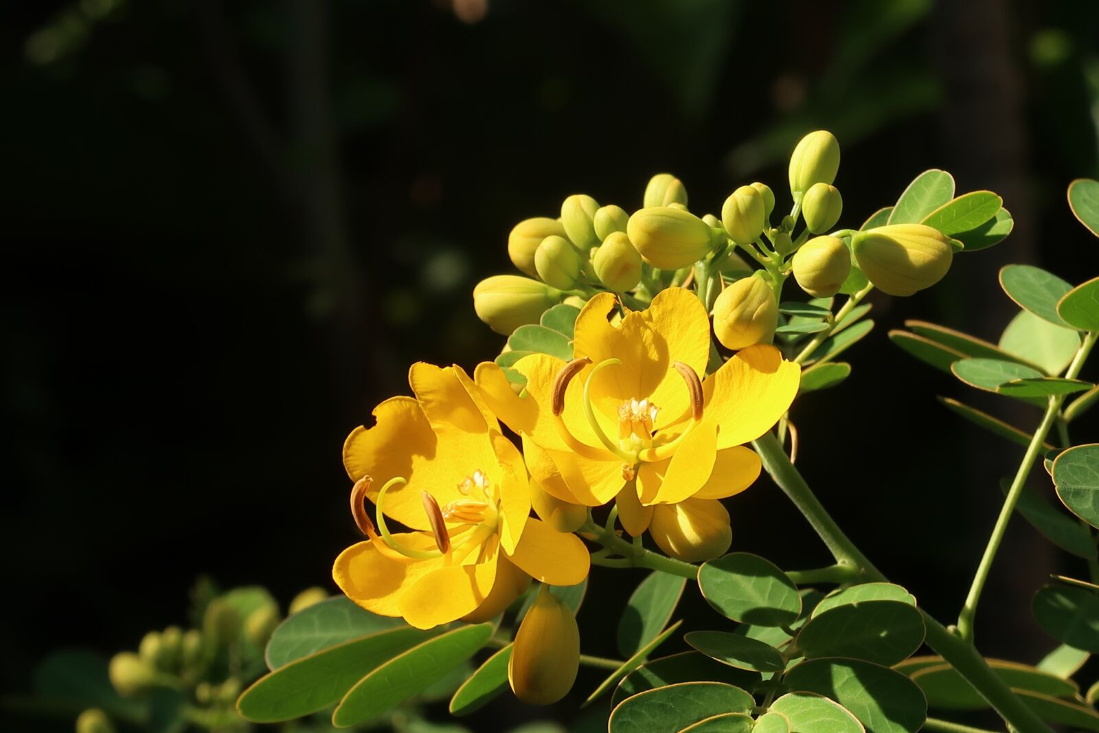 Canon PowerShot G7 X Mark II sample photo. Flower, yellow, blossom photography