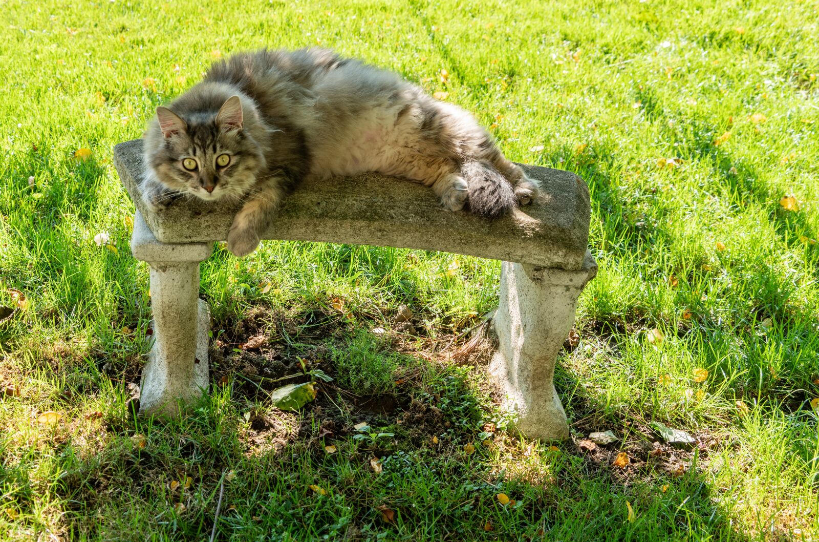 Sony a7R II + Sony FE 24-240mm F3.5-6.3 OSS sample photo. Maine coon, cat, pet photography