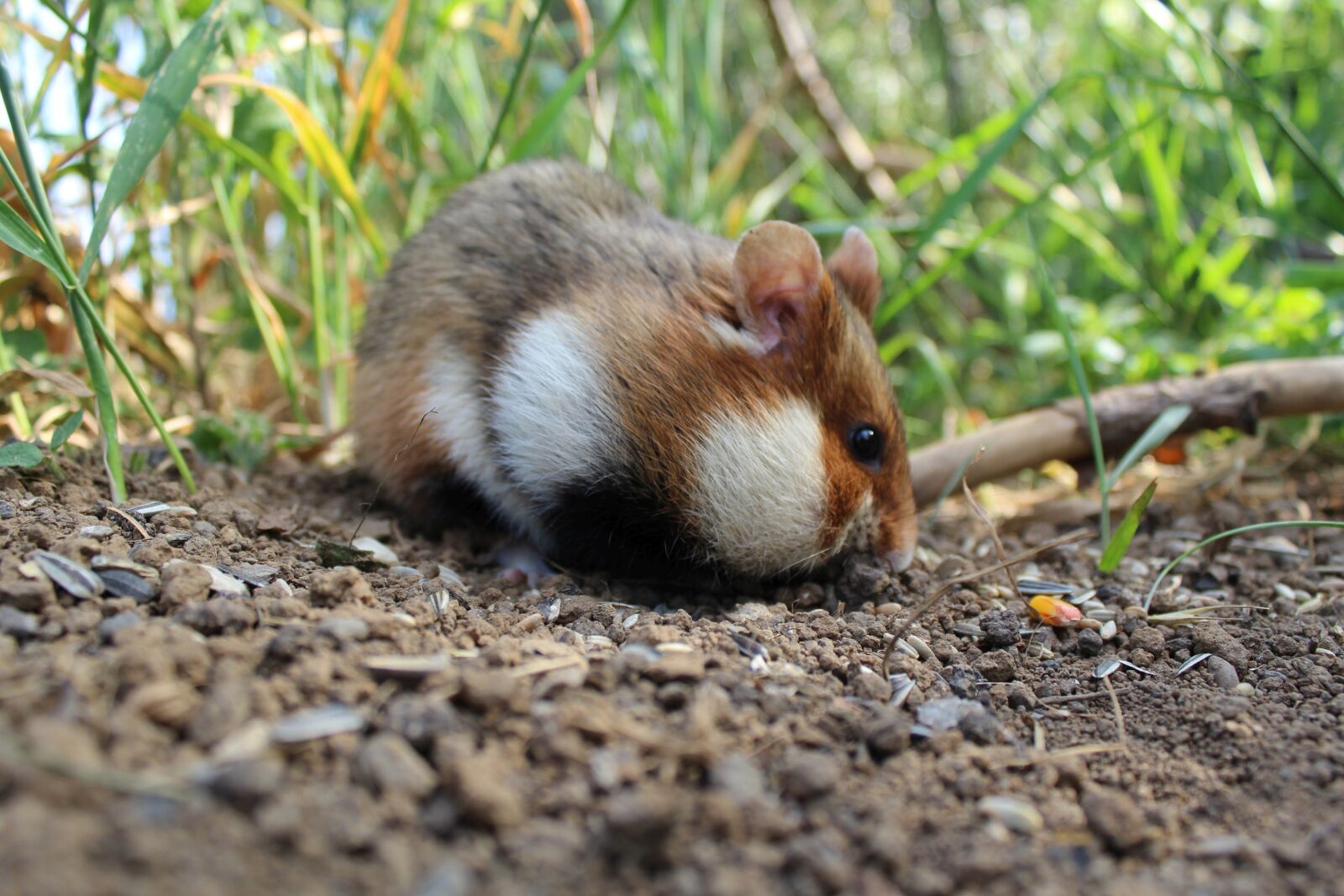 Canon EOS 600D (Rebel EOS T3i / EOS Kiss X5) sample photo. Hamster, nature, animal photography