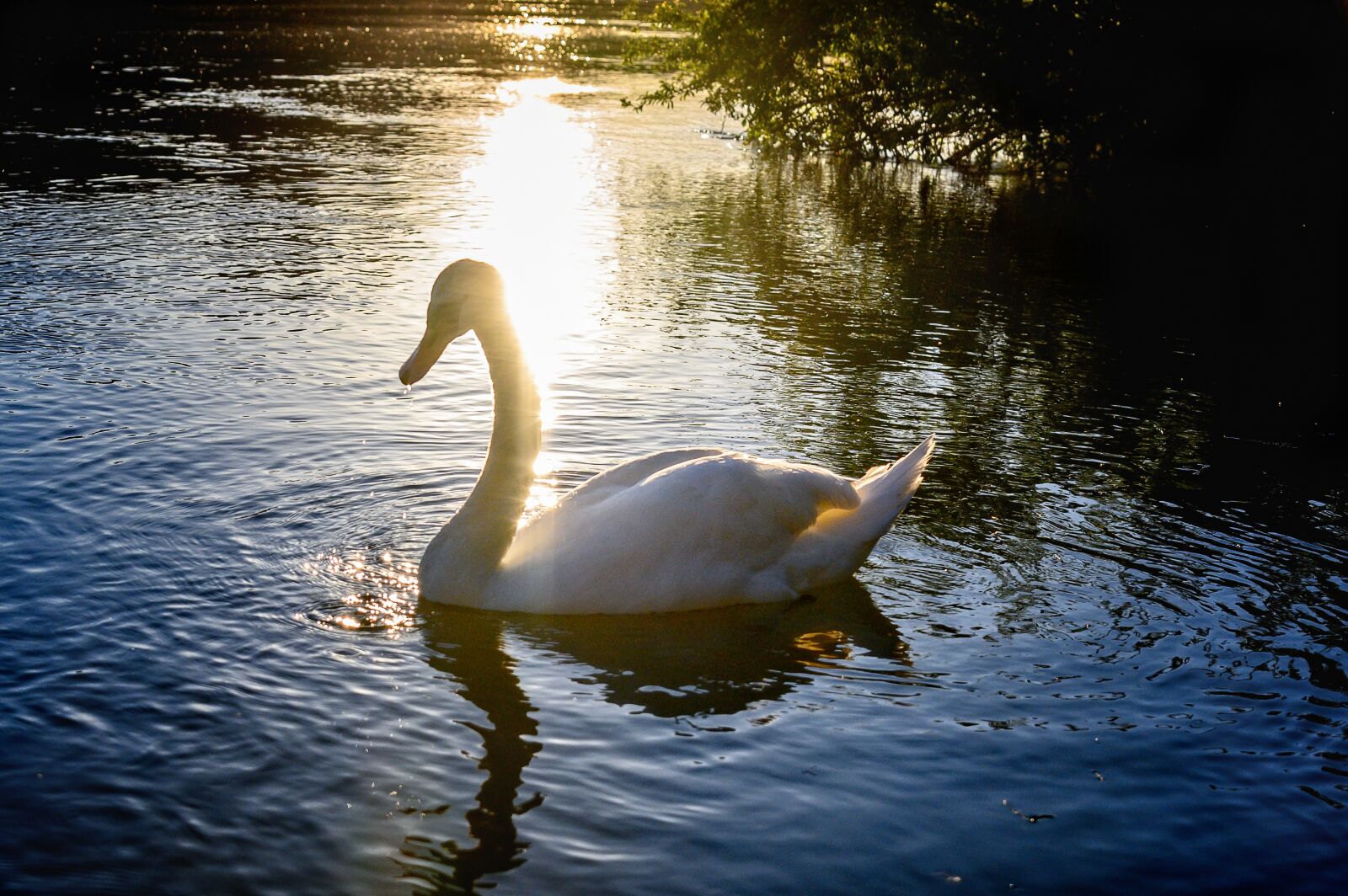 Nikon Z6 sample photo. Swan, lake, water photography