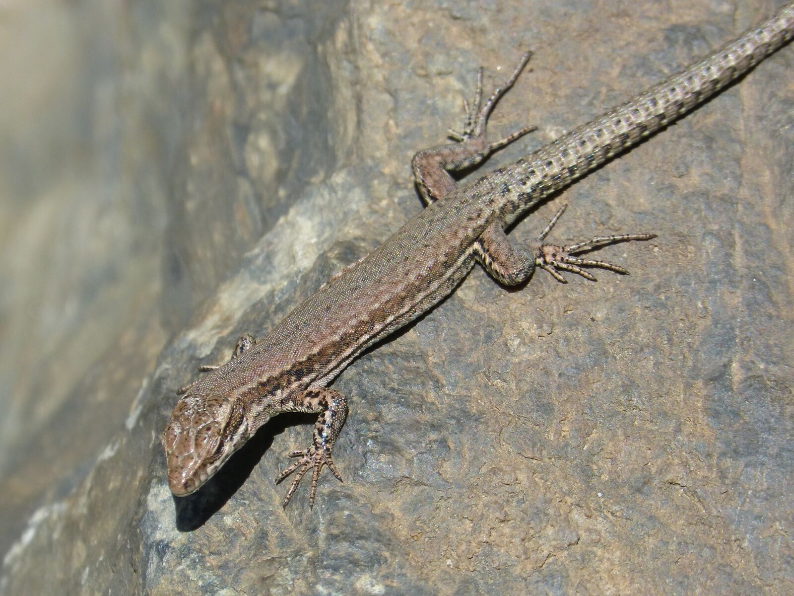 Panasonic DMC-FZ62 sample photo. Lizard, rock, pyrenee catalunya photography