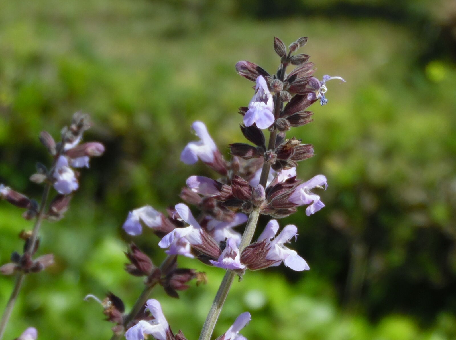 Samsung WB1100F/WB1101F/WB1102F sample photo