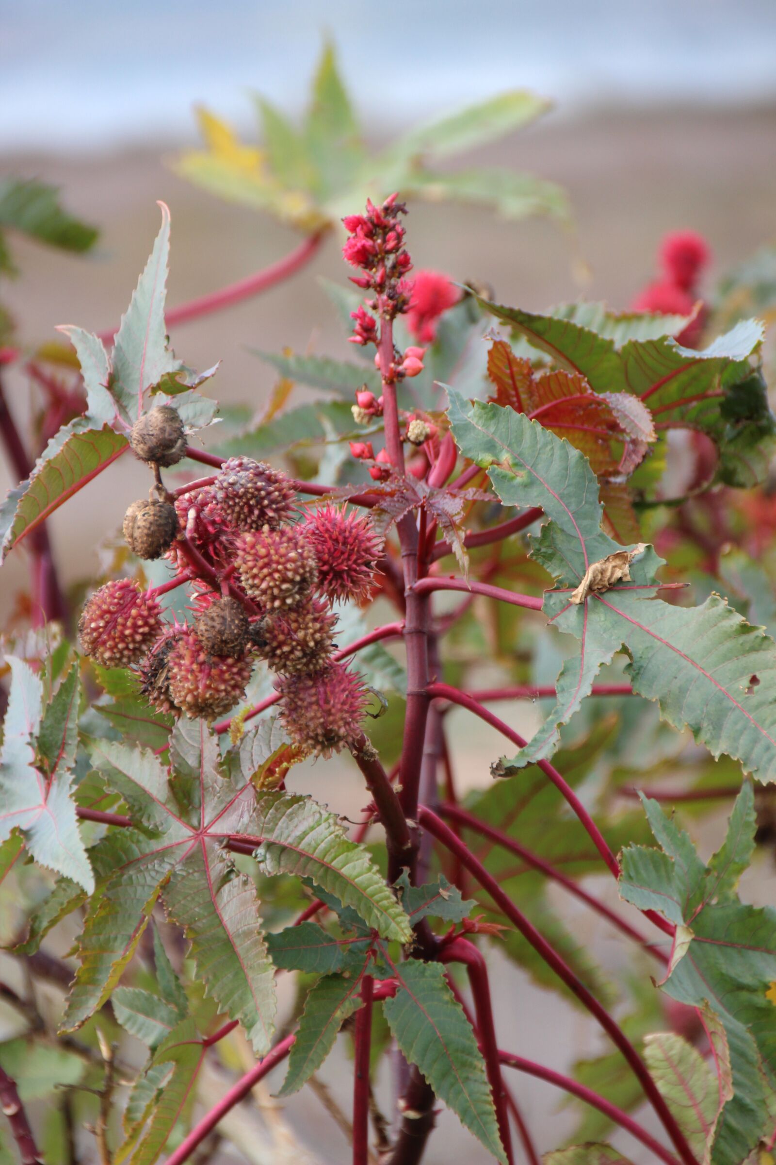 Canon EOS 600D (Rebel EOS T3i / EOS Kiss X5) sample photo. Castor oil plant, ricinus photography