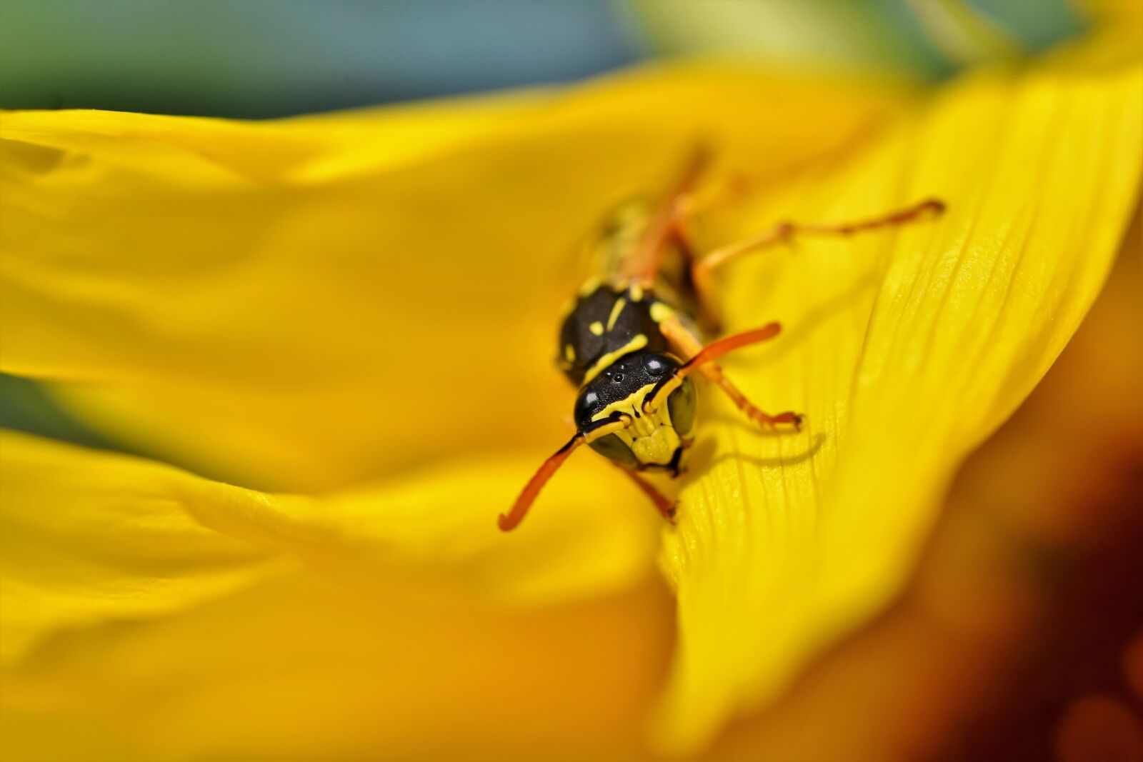 Nikon D7200 sample photo. Wasp, insect, sting photography