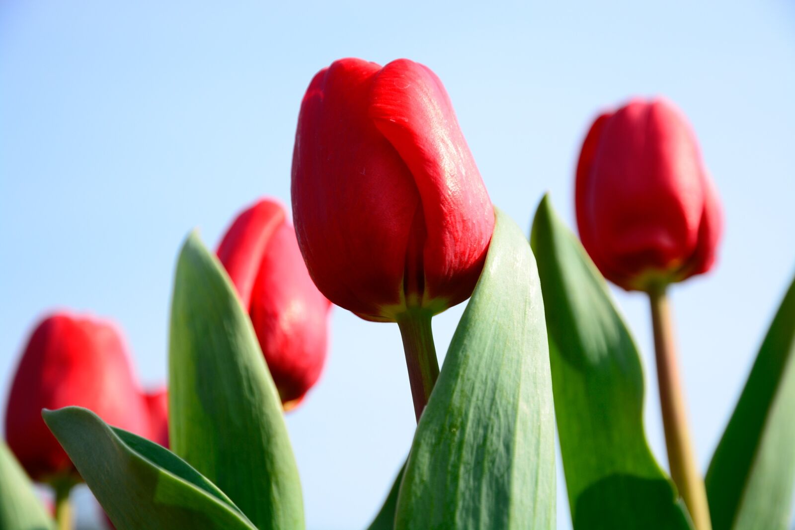 Nikon D7100 sample photo. Tulip, flower, sky photography