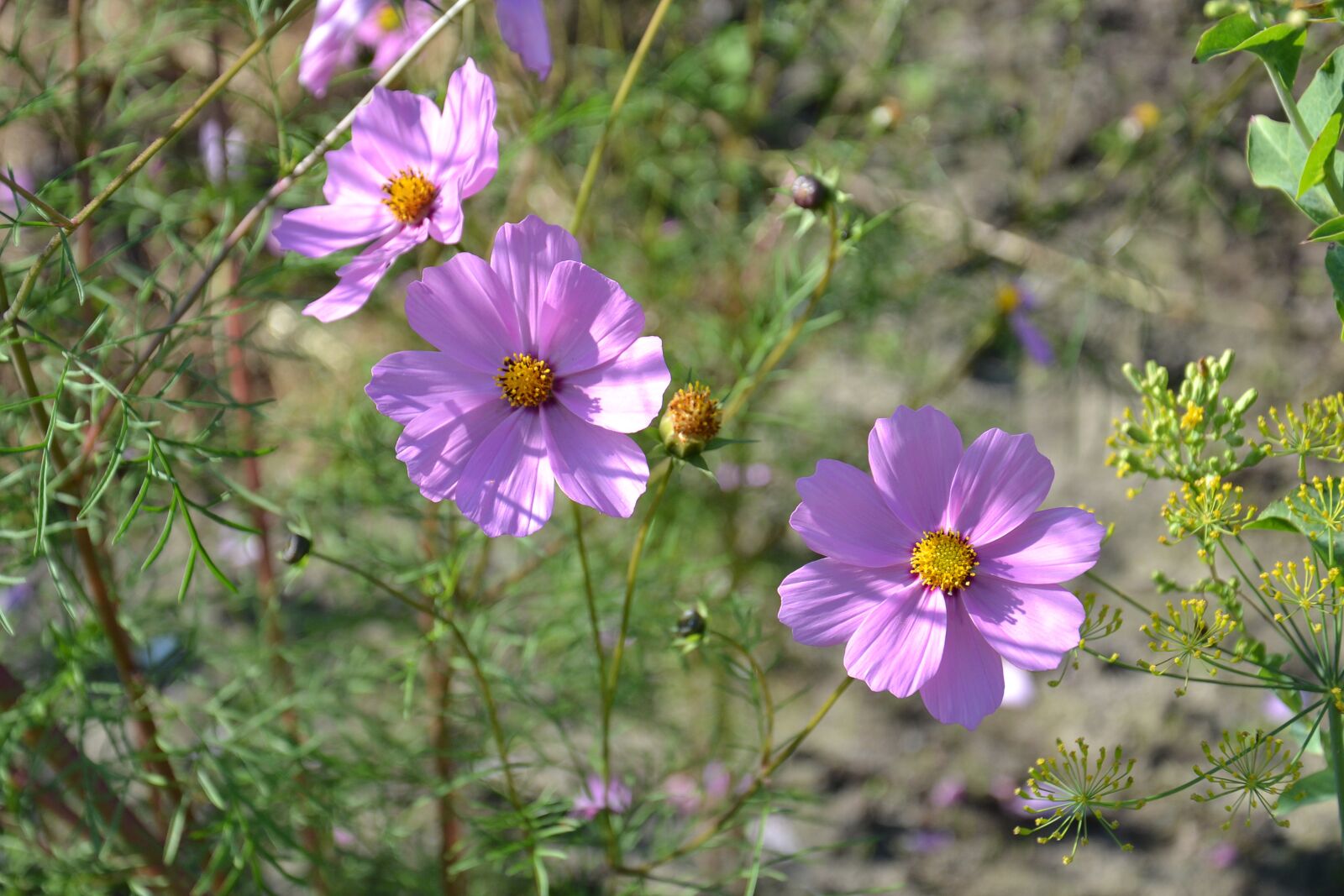 Nikon D3100 sample photo. Flowers, plant, nature photography