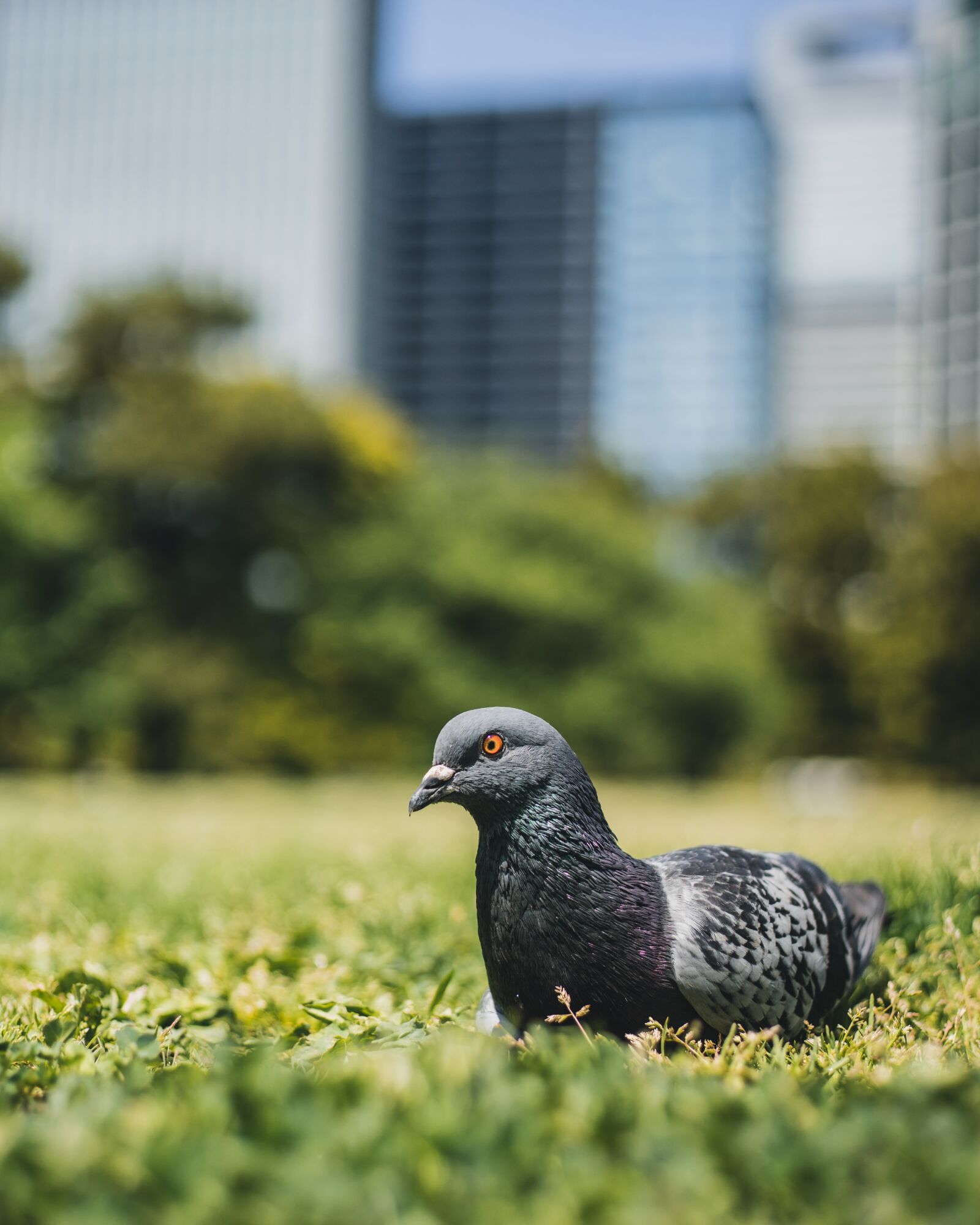 Sony DT 50mm F1.8 SAM sample photo. Bird, japan, nature photography