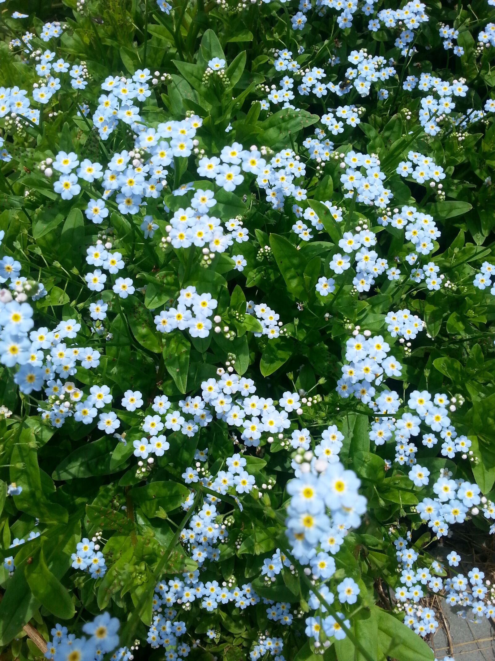Samsung Galaxy S3 sample photo. Wild flowers, nature, beautiful photography