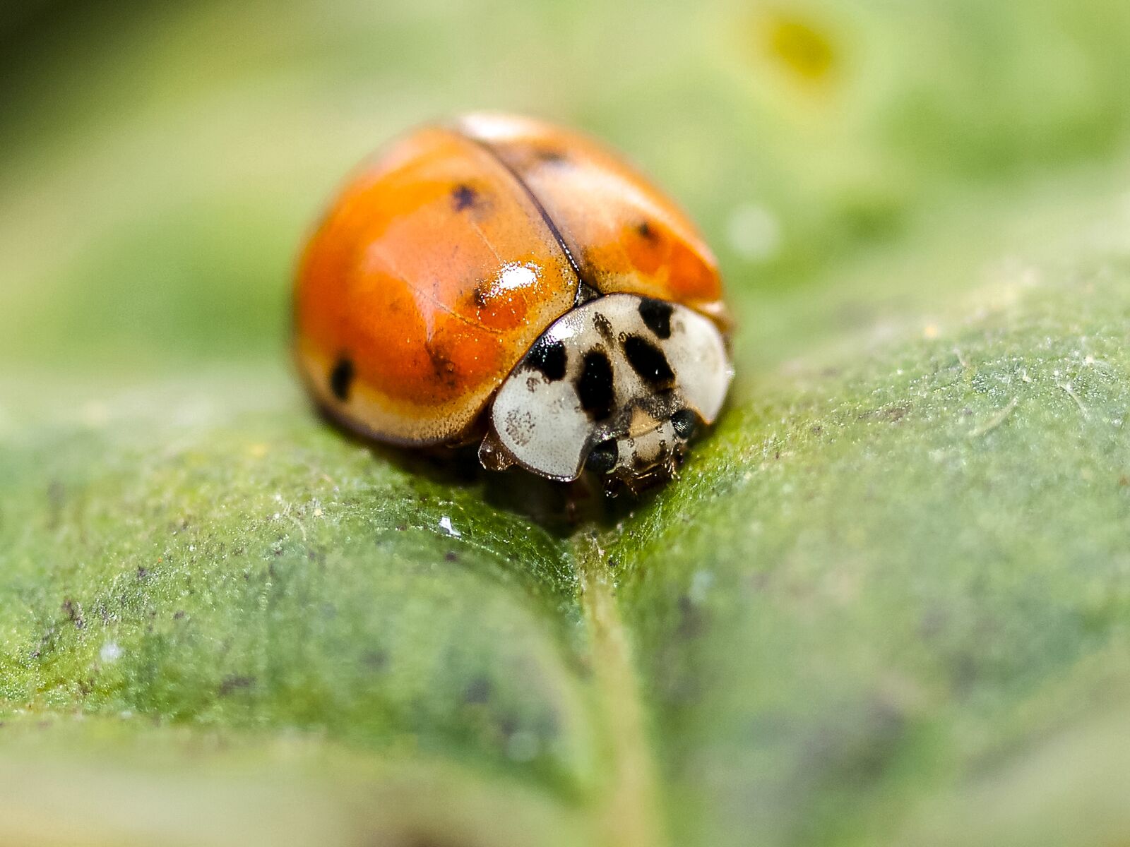 Olympus E-3 sample photo. Ladybug, beetle, insect photography