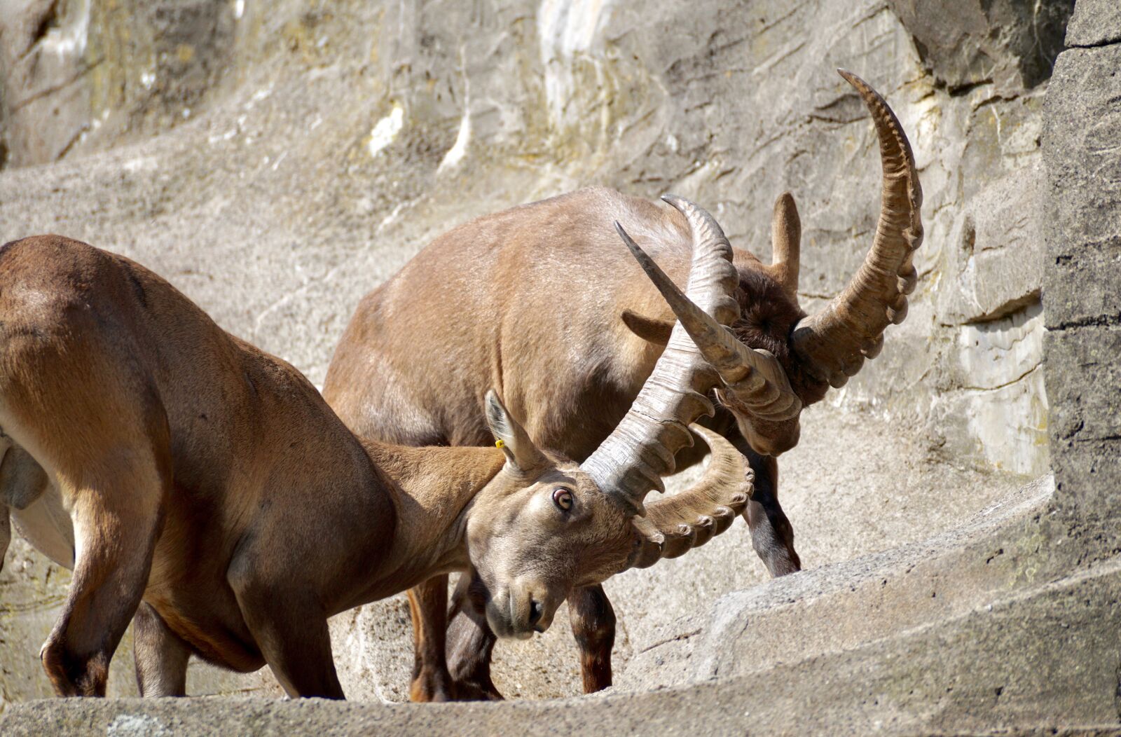 Sony DT 55-300mm F4.5-5.6 SAM sample photo. Ibex, male, horned photography