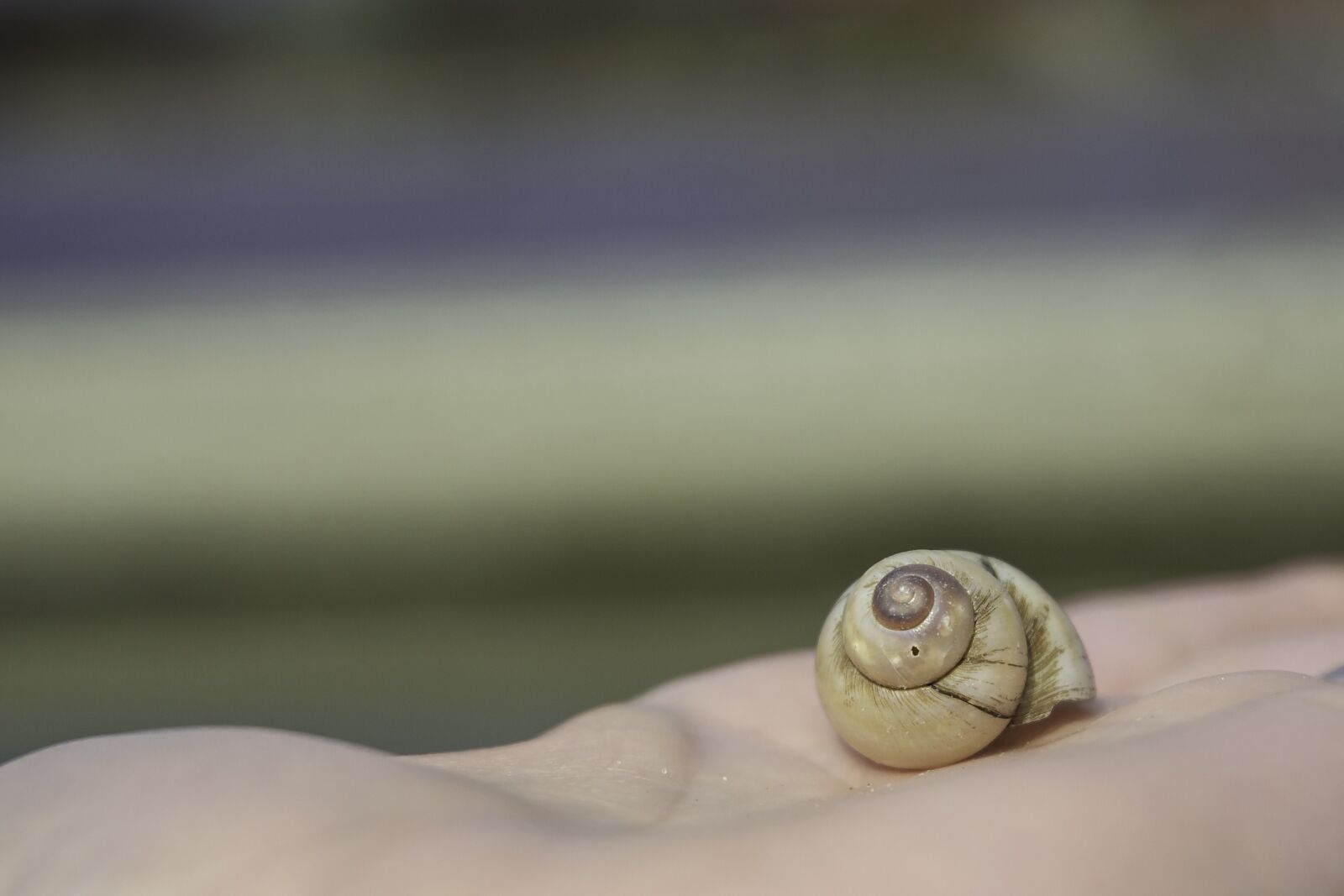 Nikon D7200 sample photo. Snail, snail shell, shell photography
