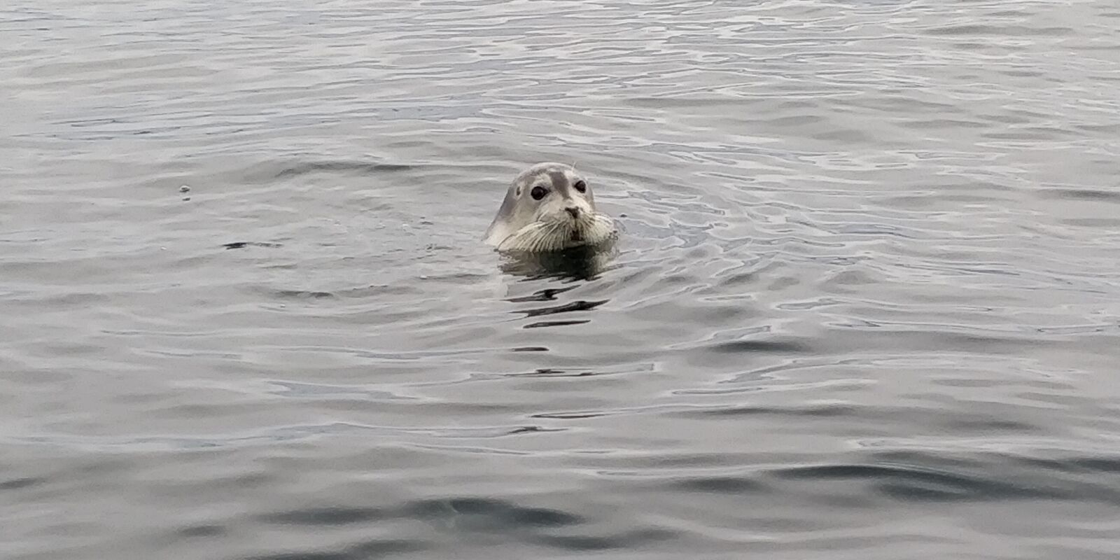 OnePlus 5T sample photo. Iceland, island, husavik photography