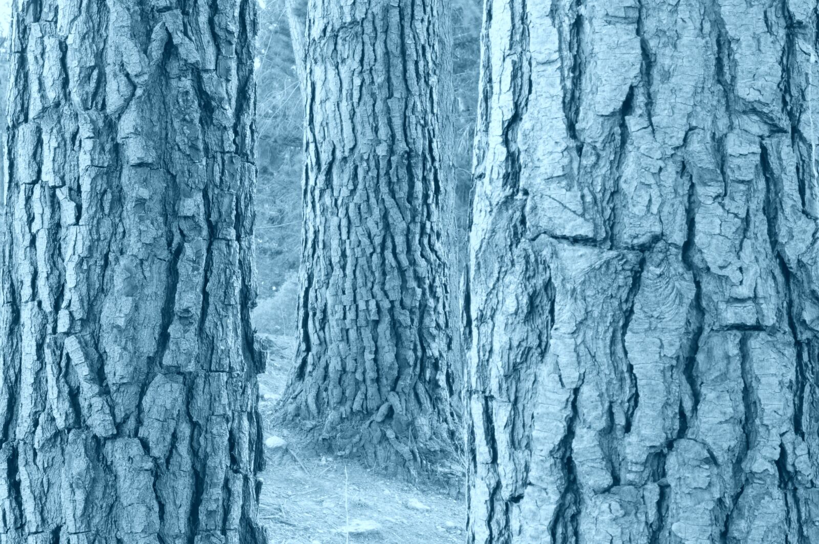 Nikon D5000 sample photo. Tree, trunks, black and photography