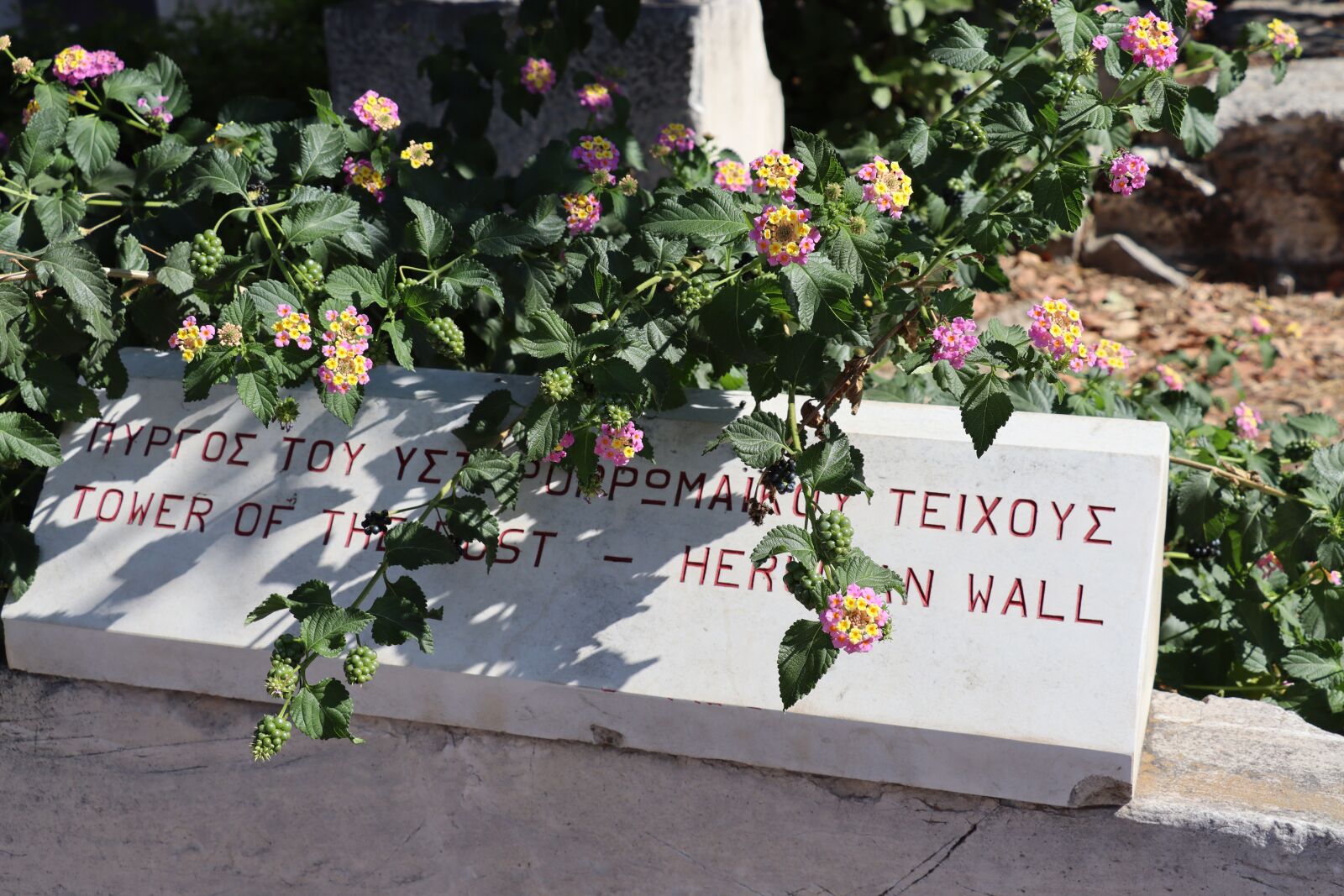 Canon EOS 250D (EOS Rebel SL3 / EOS Kiss X10 / EOS 200D II) sample photo. Ancient agora, athens, flowers photography
