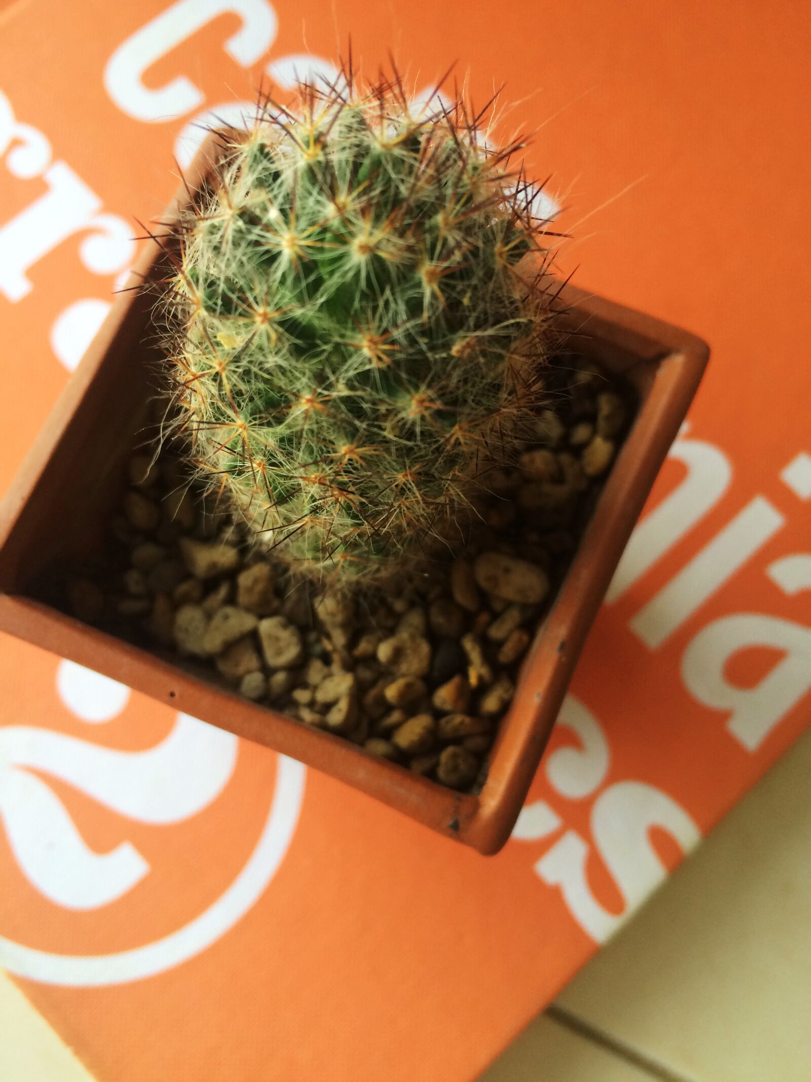 iPhone 5s back camera 4.15mm f/2.2 sample photo. Book, cactus, plant photography