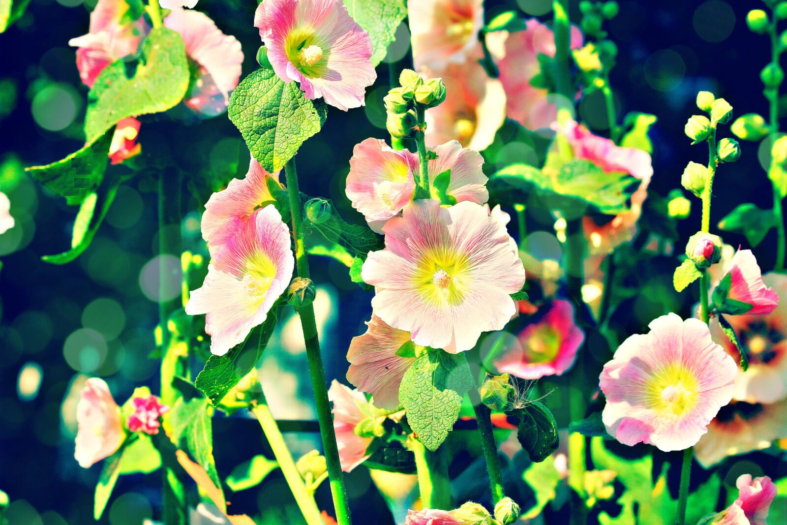 Canon EOS 750D (EOS Rebel T6i / EOS Kiss X8i) + Canon EF 70-300mm F4-5.6 IS USM sample photo. Hollyhocks, lights, nature photography