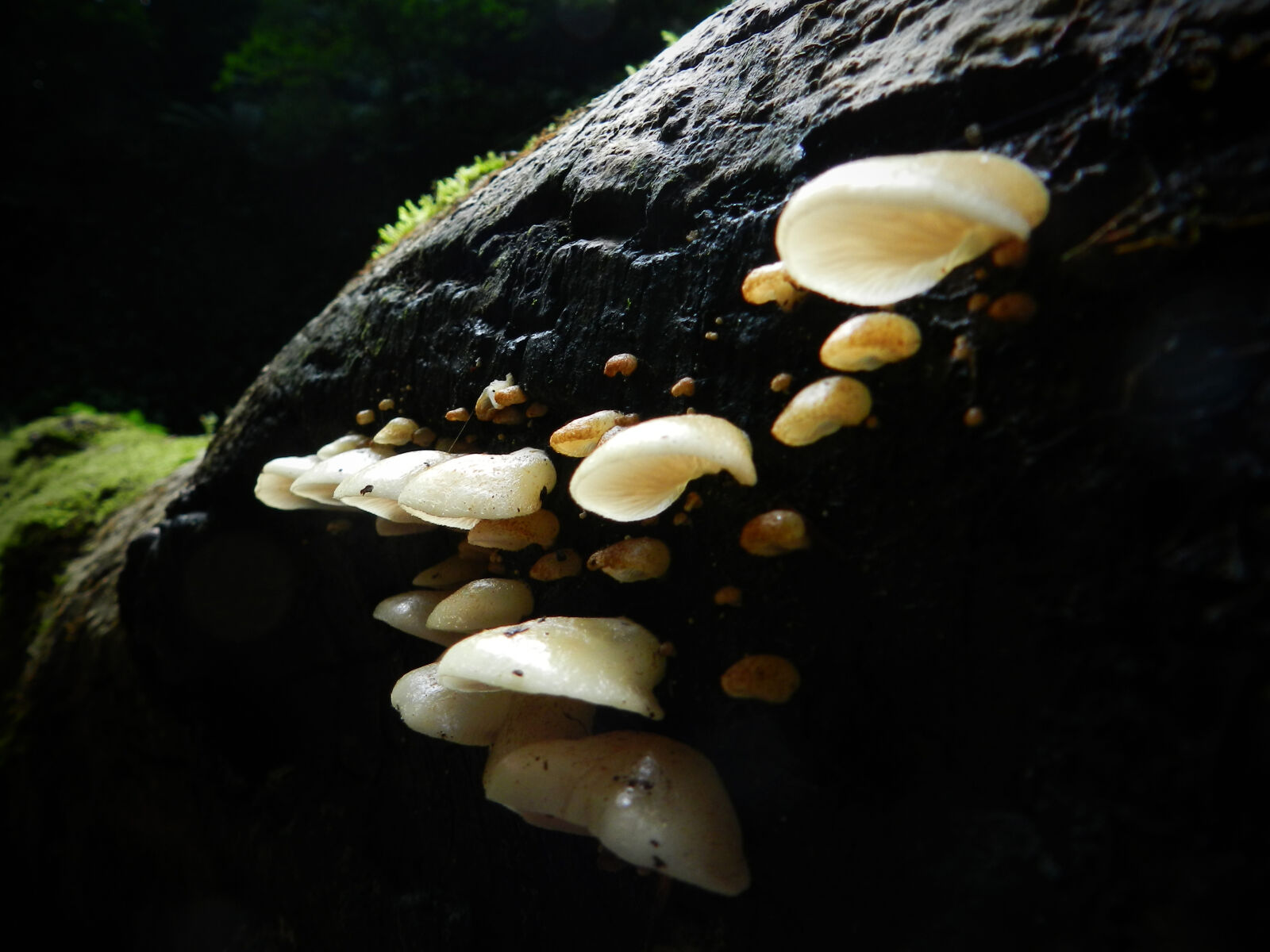 Nikon Coolpix P500 sample photo. Moss, mushroom, tree photography