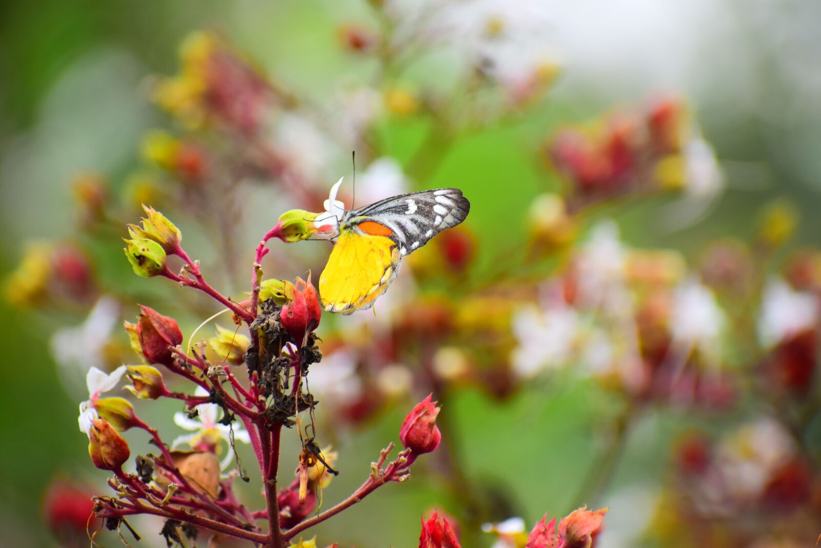 Nikon D5600 sample photo. Nature, leaf, insect photography
