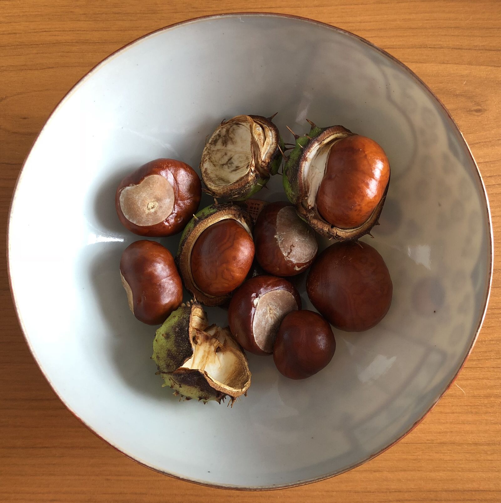 iPhone 8 Plus back dual camera 3.99mm f/1.8 sample photo. Conkers, horse chestnuts, autumn photography