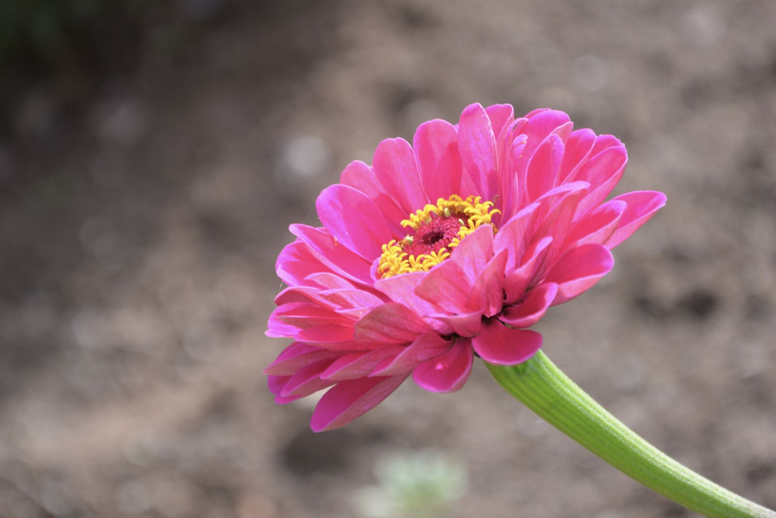Nikon D5200 sample photo. Flower, flowers, petals photography