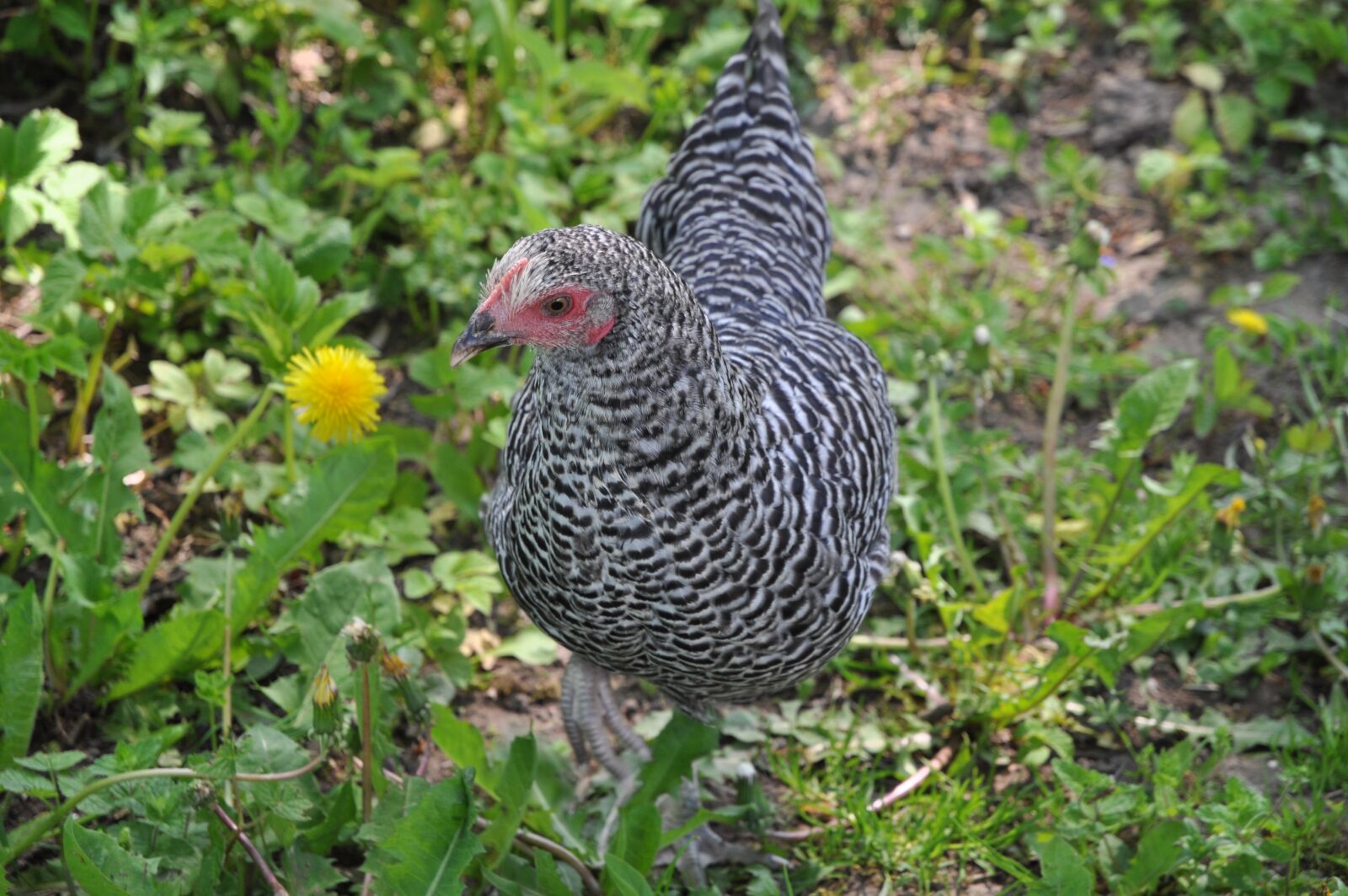 Nikon D90 sample photo. Hen, chicken, gray photography
