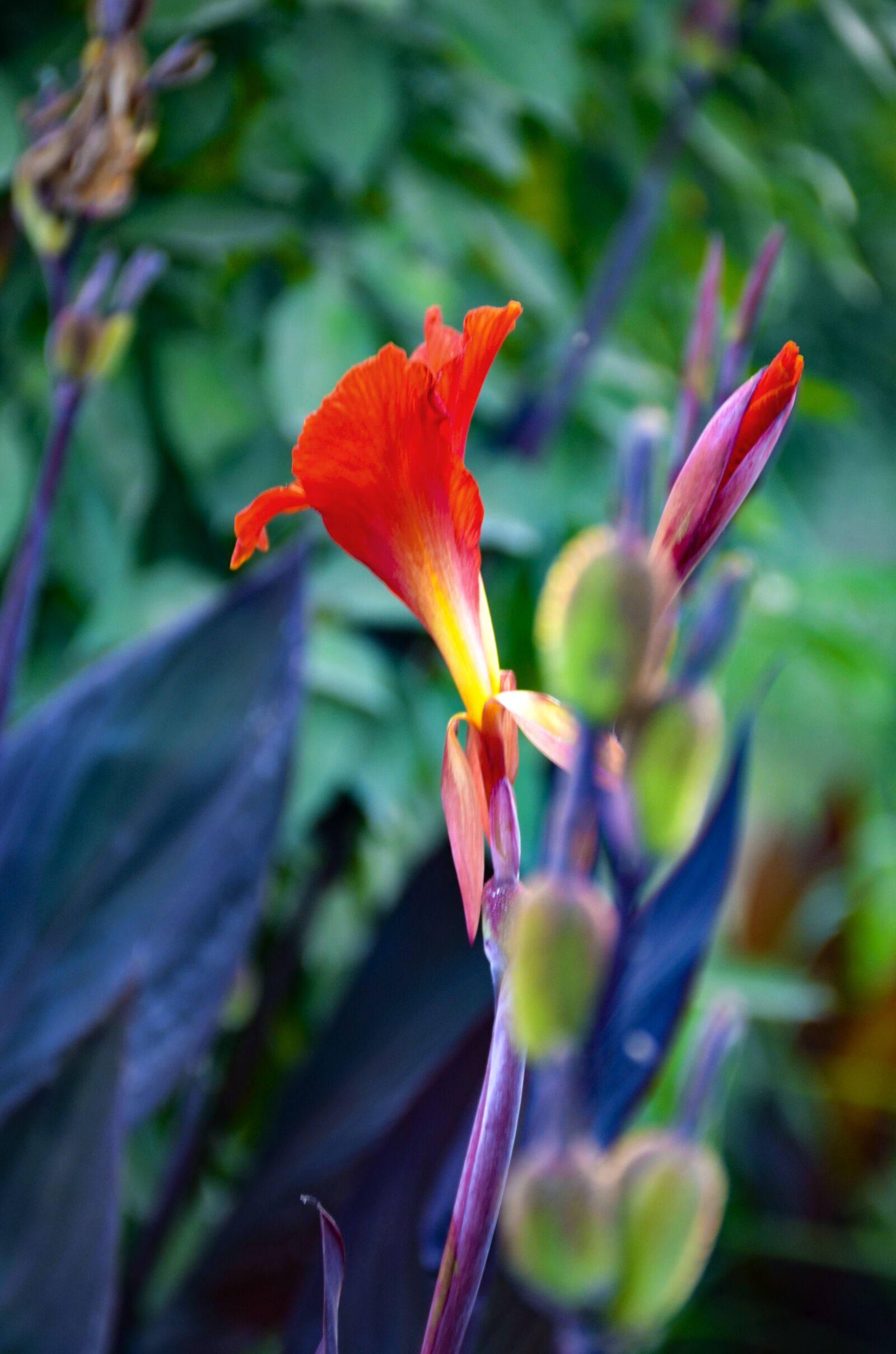 Nikon D7000 sample photo. Close up, red flowers photography