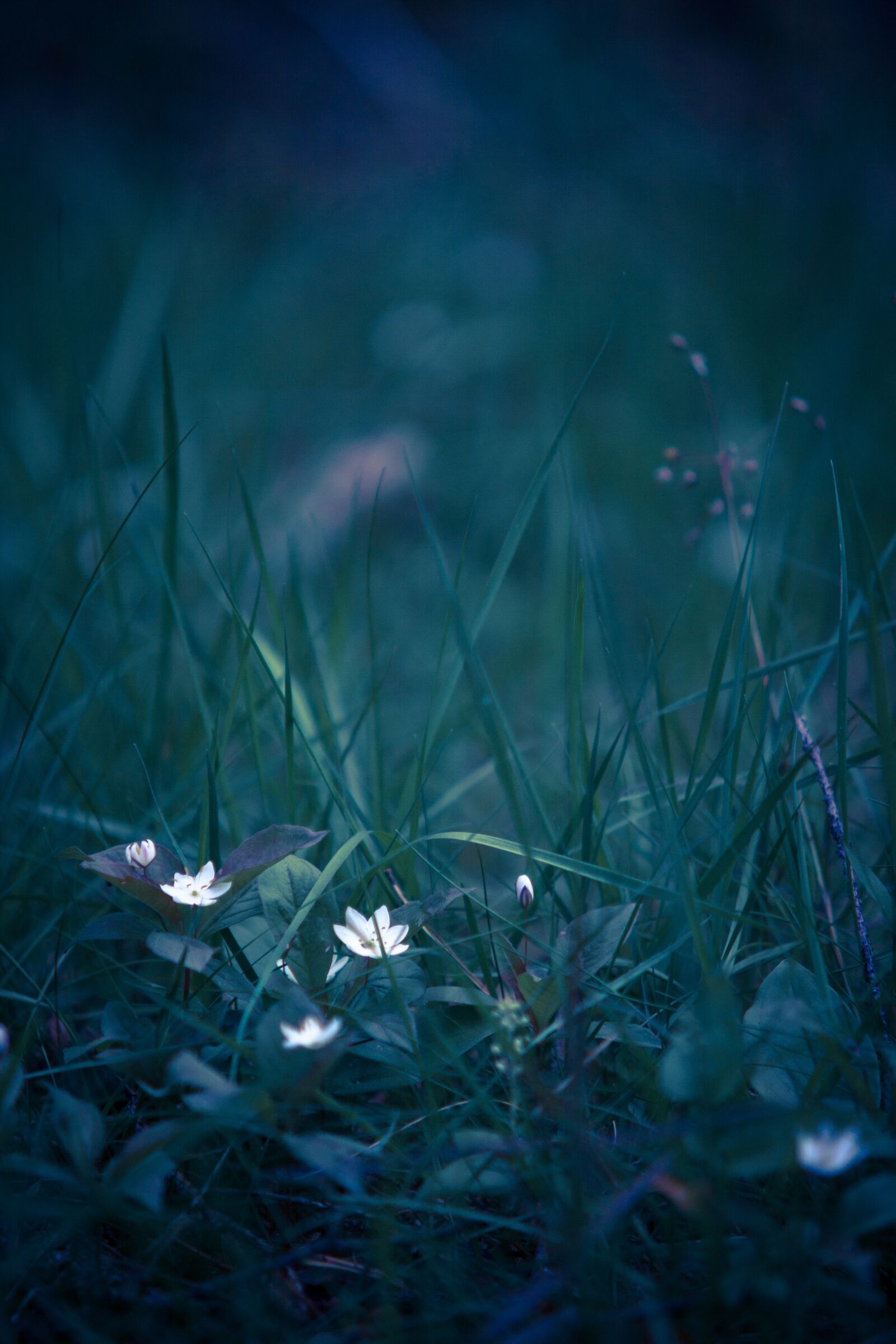 Canon EOS 40D sample photo. Summer, flower, wood anemone photography