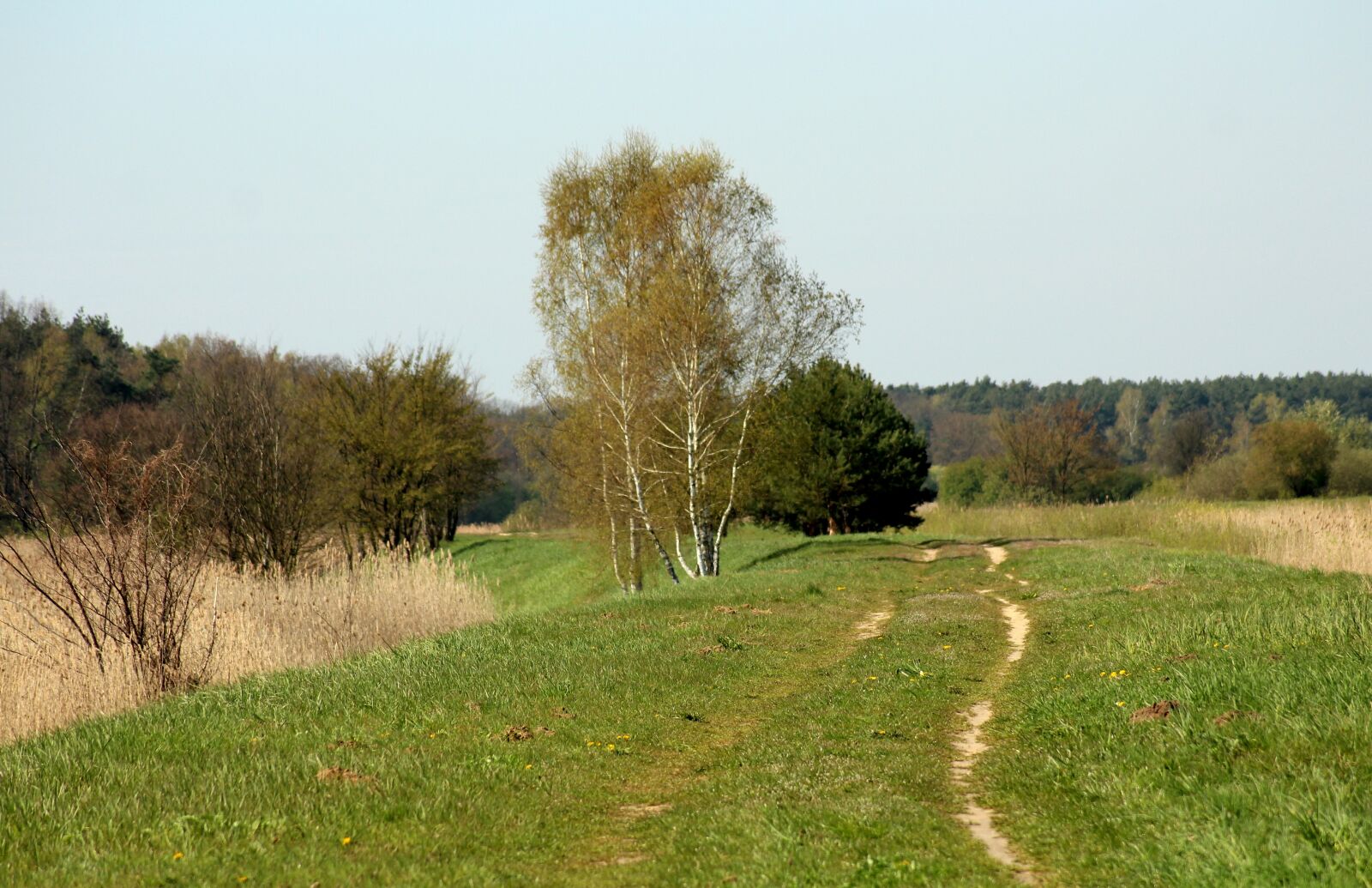 Canon EOS 1200D (EOS Rebel T5 / EOS Kiss X70 / EOS Hi) sample photo. Spring landscape, green, spacer photography
