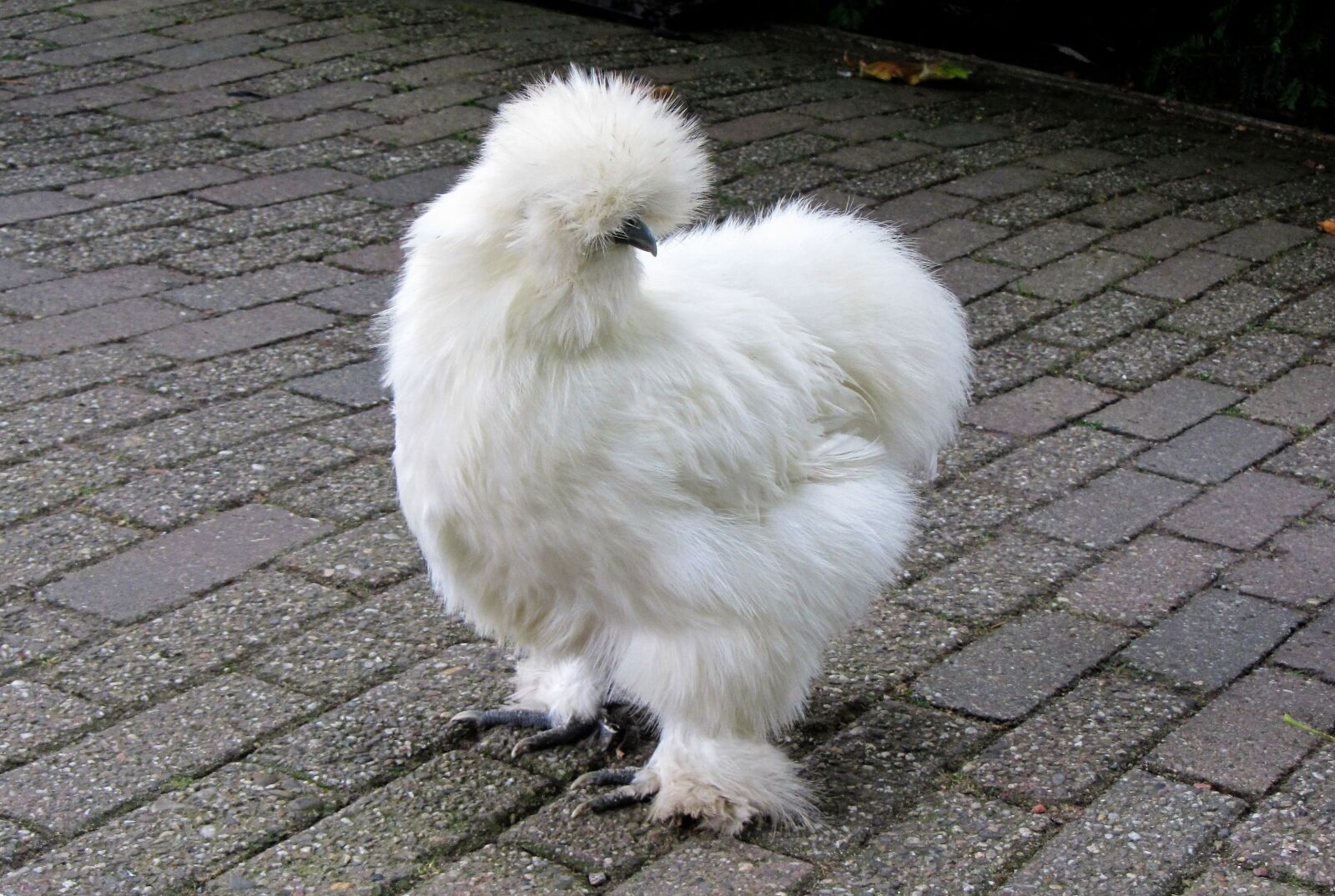 Canon PowerShot SX220 HS sample photo. Silk fowl, coat, chicken photography