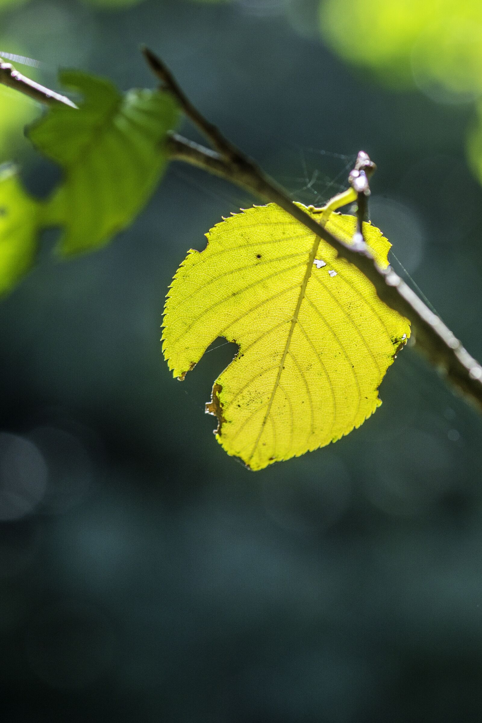 Sony ILCA-77M2 + Tamron SP AF 90mm F2.8 Di Macro sample photo. Branch, deciduous, green photography