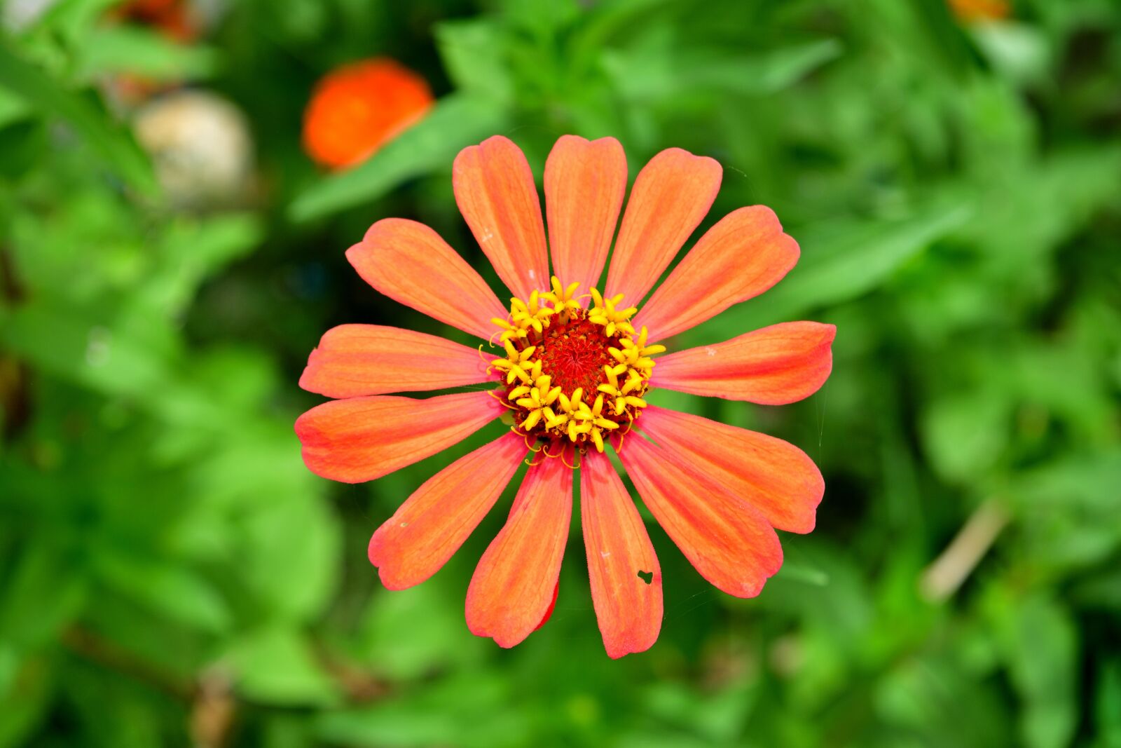 Nikon D5200 sample photo. Flowers, orange flower, zinnia photography