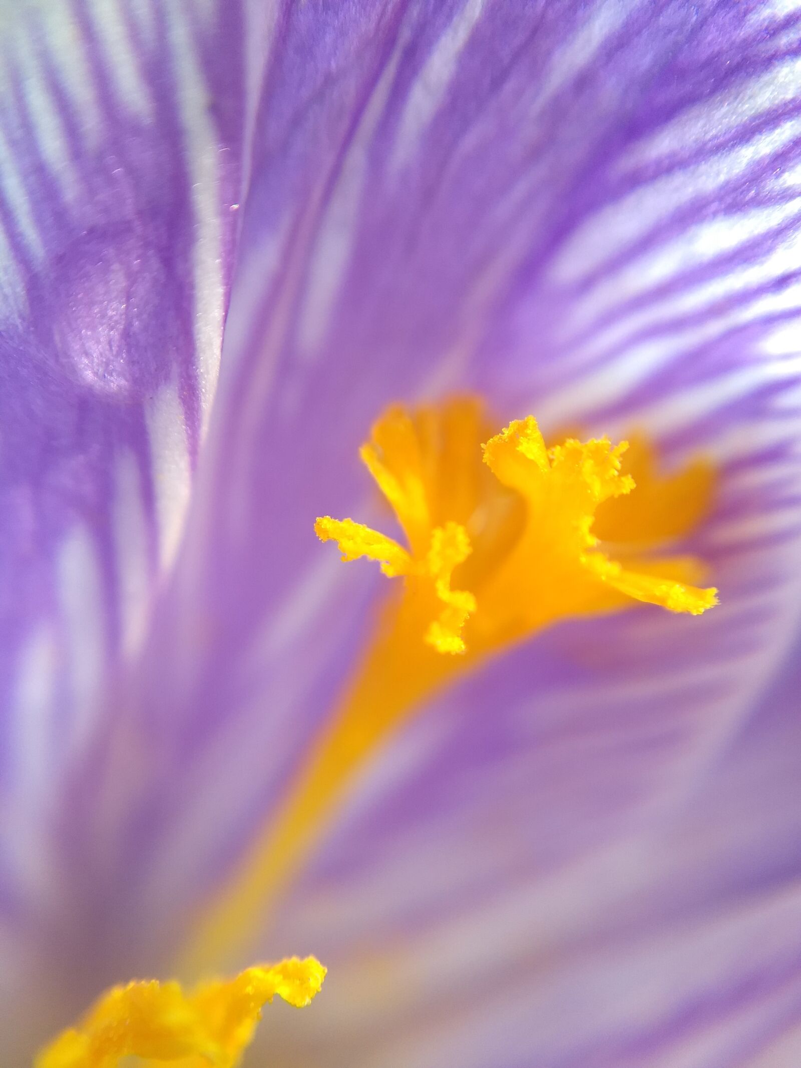 Motorola Moto G (5) Plus sample photo. Lemuria, flower, macro photography