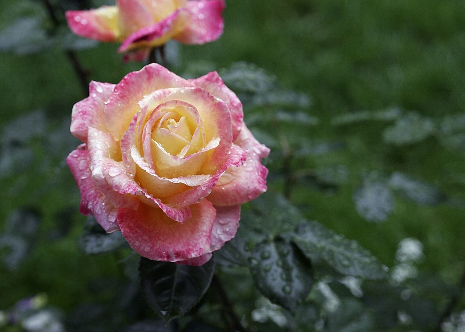 Canon EOS 20D sample photo. Rose, petals, spring photography
